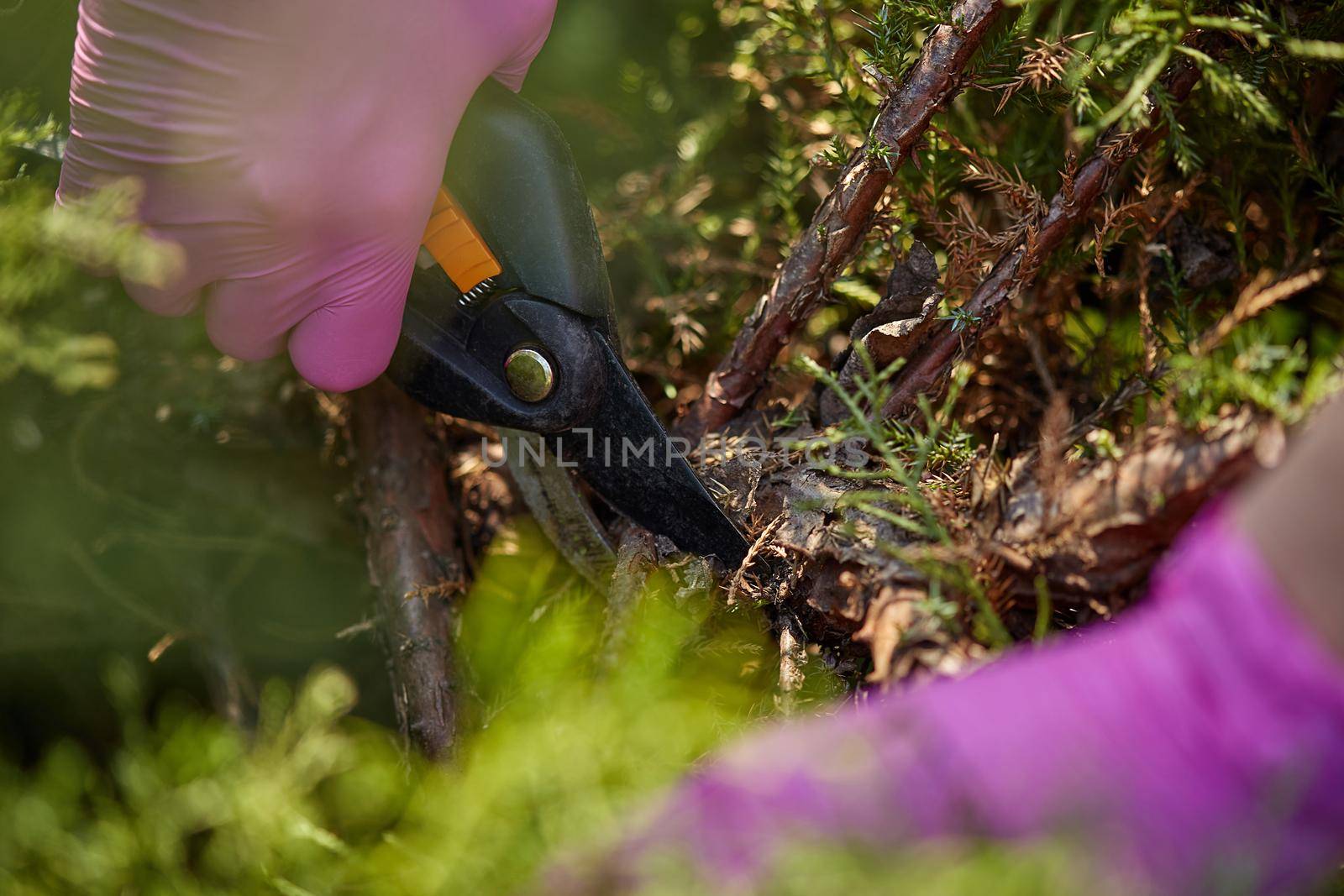 Hands of grower in purple gloves are trimming a twigs of overgrown green shrub using pruning shears on sunny backyard. Worker landscaping garden. Unknown gardener is clipping hedge in spring. Close up