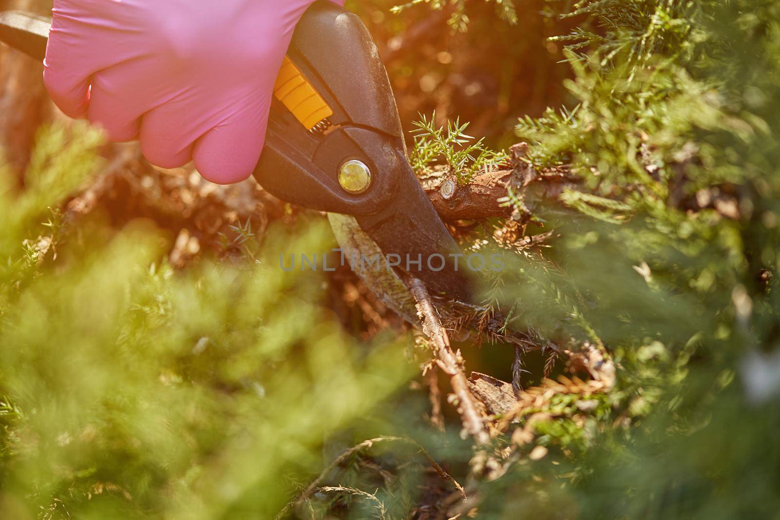 Hands of worker in pink gloves are trimming a twig of overgrown green shrub using pruning shears on sunny backyard. People landscaping garden. Unknown gardener is clipping hedge in spring. Close up