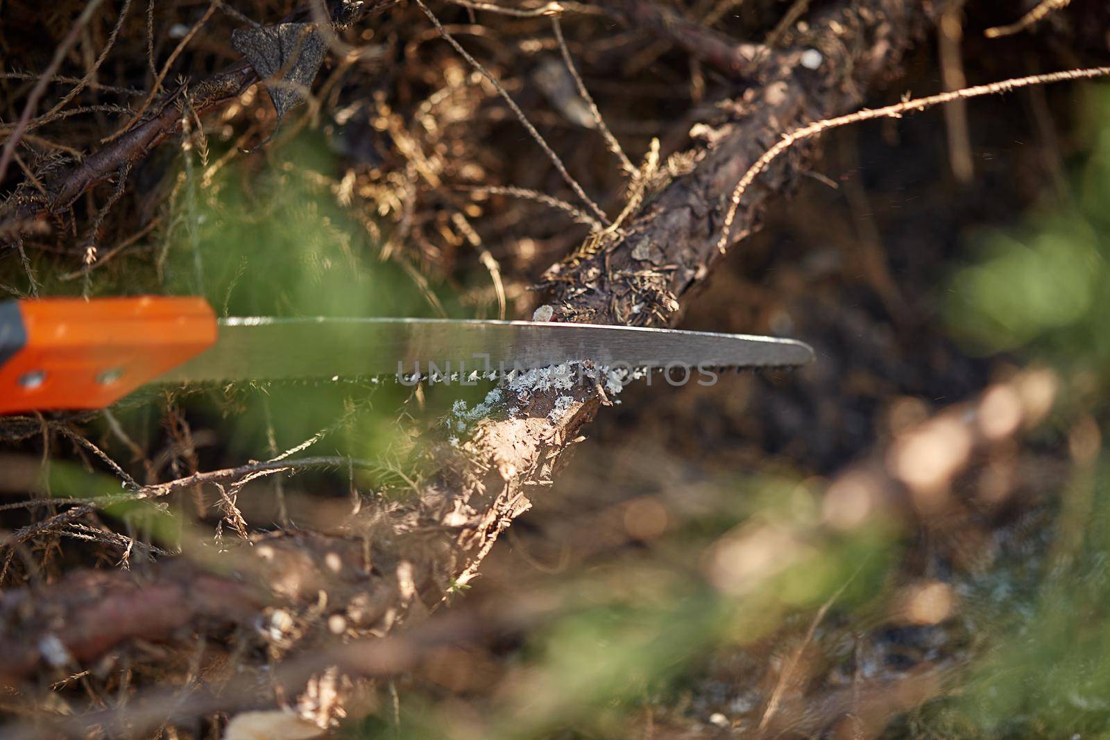 Saw with orange handle is sawing or cutting a dry branch of an old tree. Equipment or tools for pruning. Concept of garden care. Close up by nazarovsergey