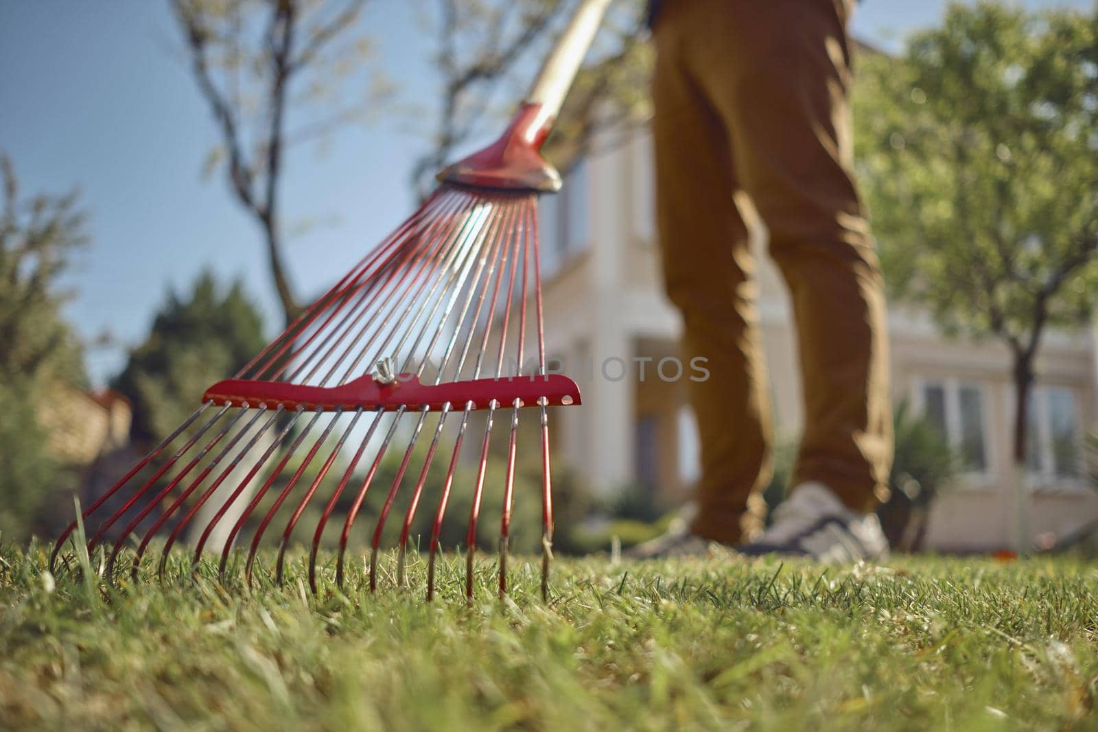 Unknown young man in casual clothes is using red garden rake on a lawn of his backyard. Useful tool of modern gardener. Summer sunny day. Close up