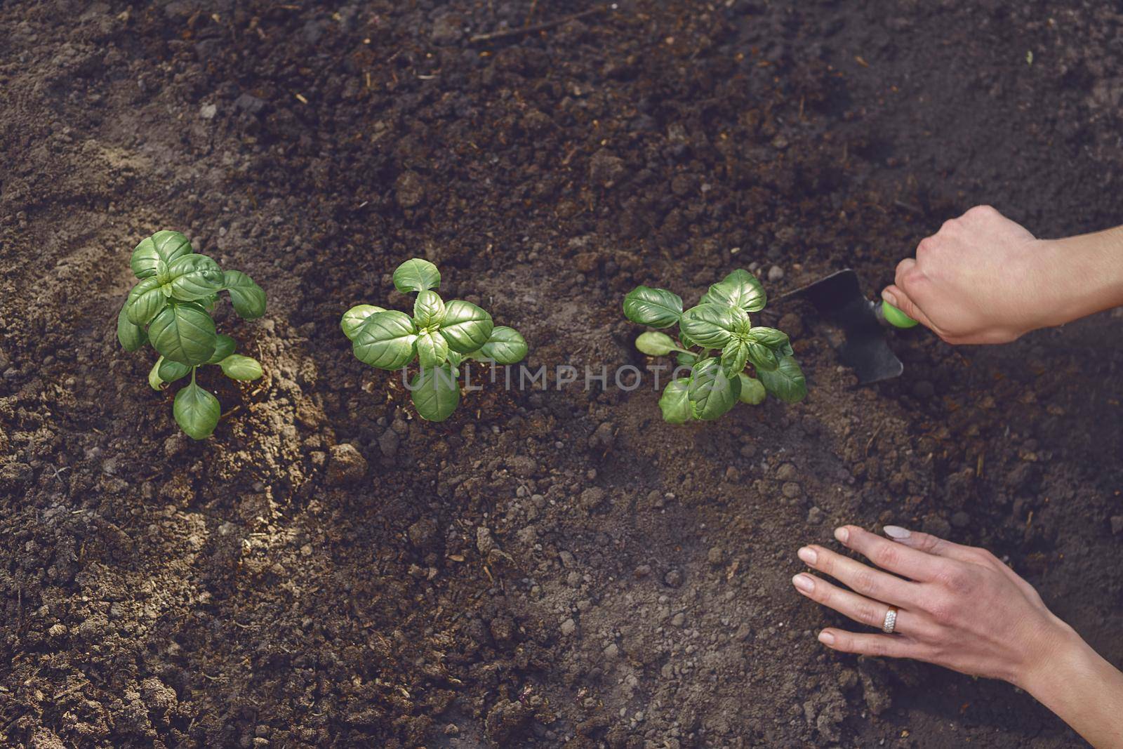 Hands of unrecognizable woman agronomist are digging by small garden shovel, planting green basil sprouts or plants in fertilized ground. Close-up by nazarovsergey