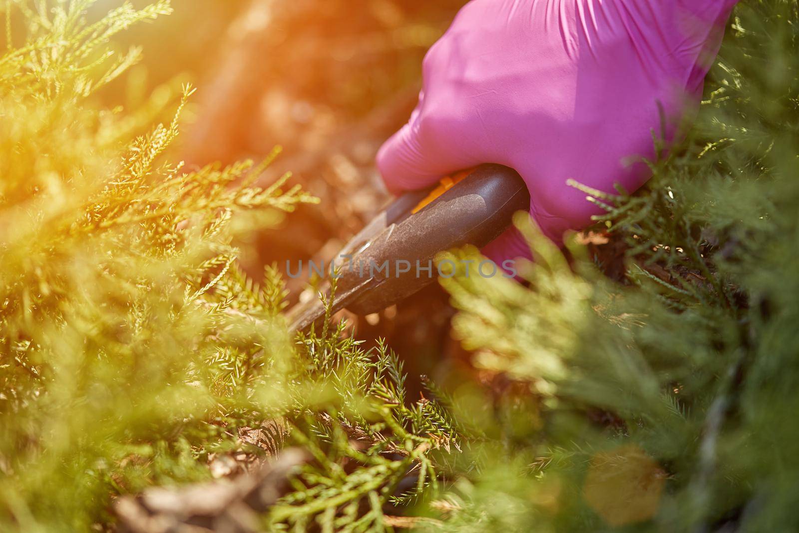 Hands of gardener in purple gloves are trimming the overgrown green shrub with pruning shears on sunny backyard. Worker landscaping garden. Close up by nazarovsergey