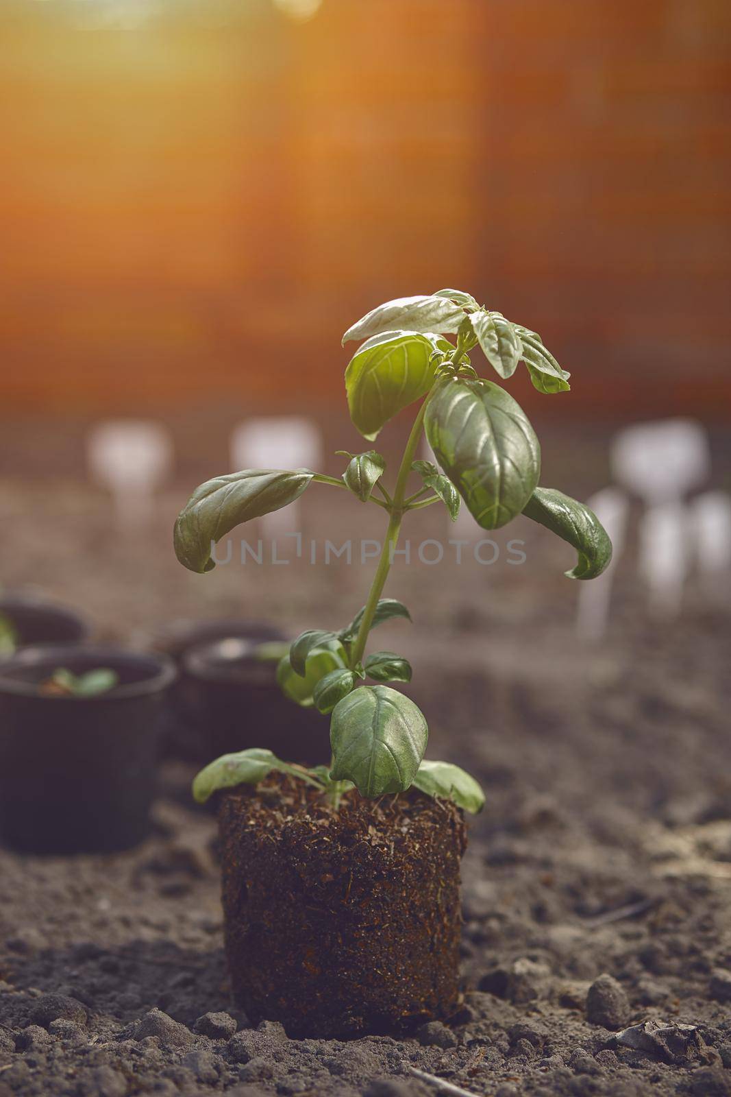 Green basil plant sprouting from soil and compost, ready for planting. Organic eco seedling. Gardening concept. Sunlight. Close up by nazarovsergey