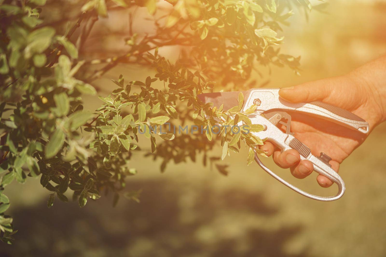 Bare hand of unknown human is clipping green twig of a tree with sharp pruning shears in sunny garden. Worker is landscaping backyard. Professional pruning tool. Close up