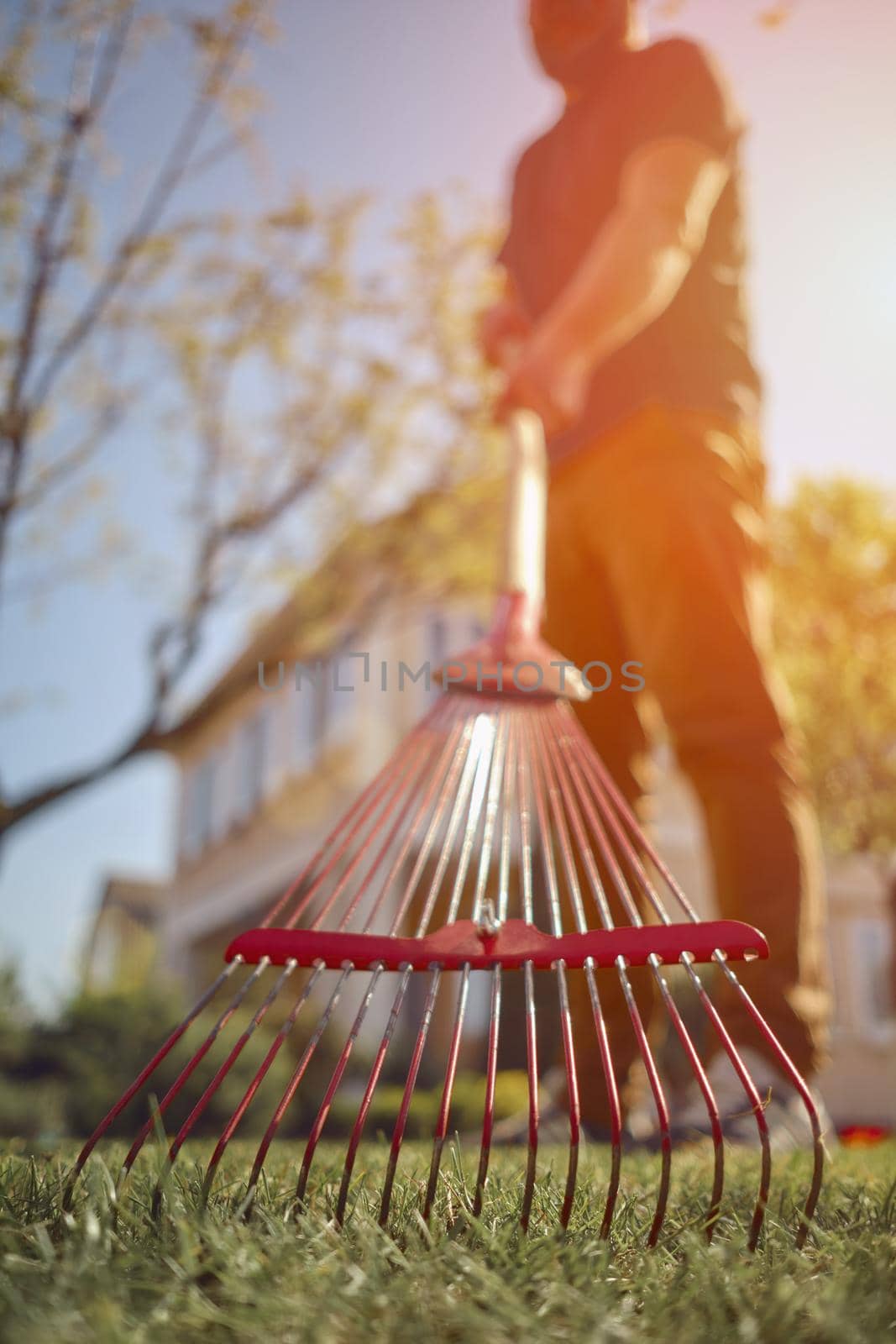 Unrecognizable young male in casual outfit is raking green grass using handheld red rake on a lawn of his backyard. Useful tool of modern gardener. Summer sunny day. Close up