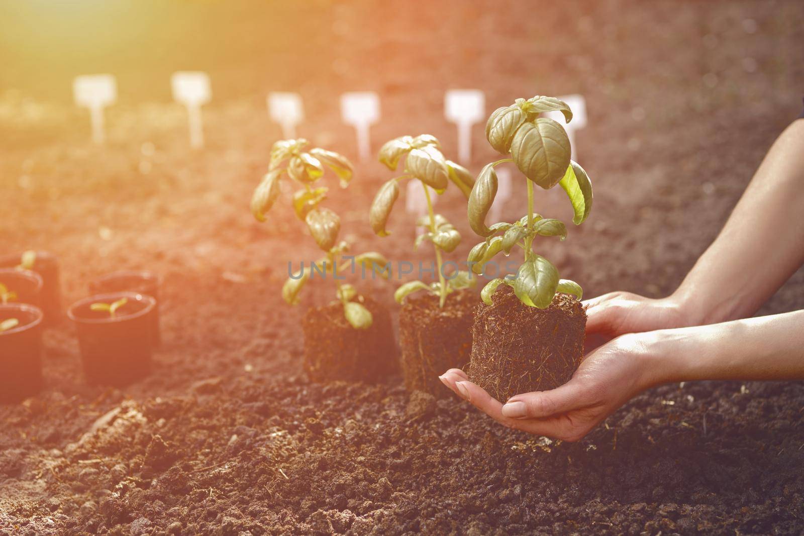 Unknown woman is holding green basil plant sprouting from soil. Ready for planting. Organic eco seedling. Sunlight, ground. Close-up by nazarovsergey