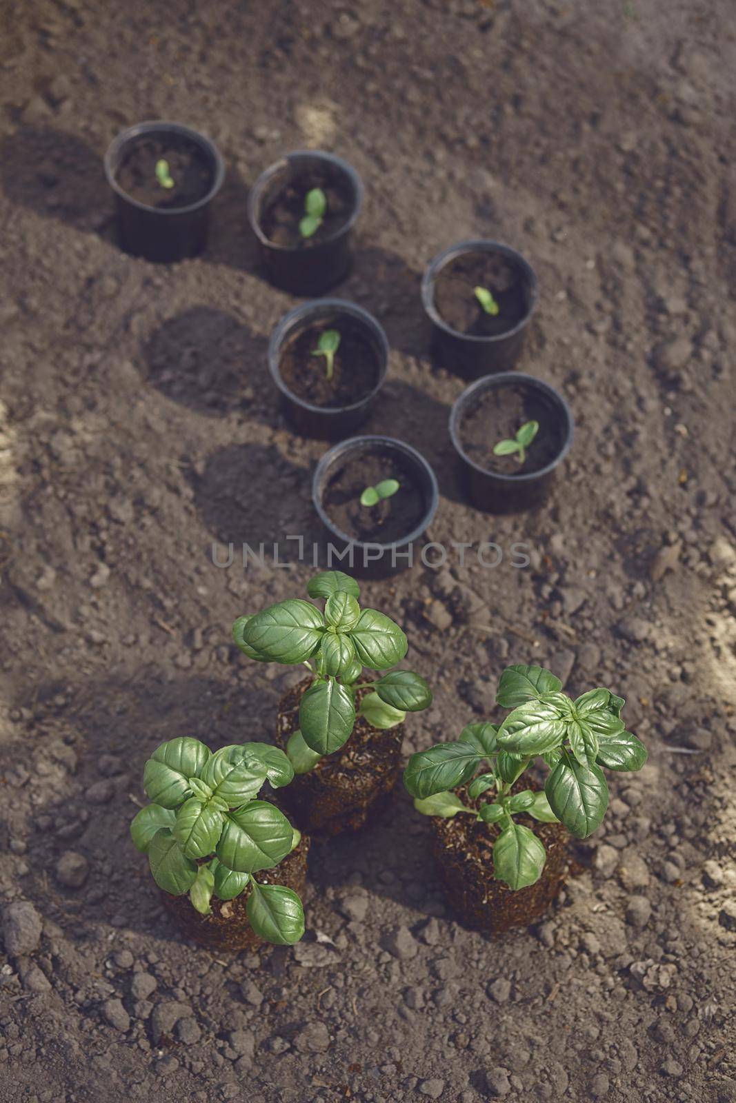 Young green basil plants, small in pots and bigger ones, sprouting from soil and compost. Ready for planting. Organic eco seedling. Gardening concept. Sunlight, ground. Top view