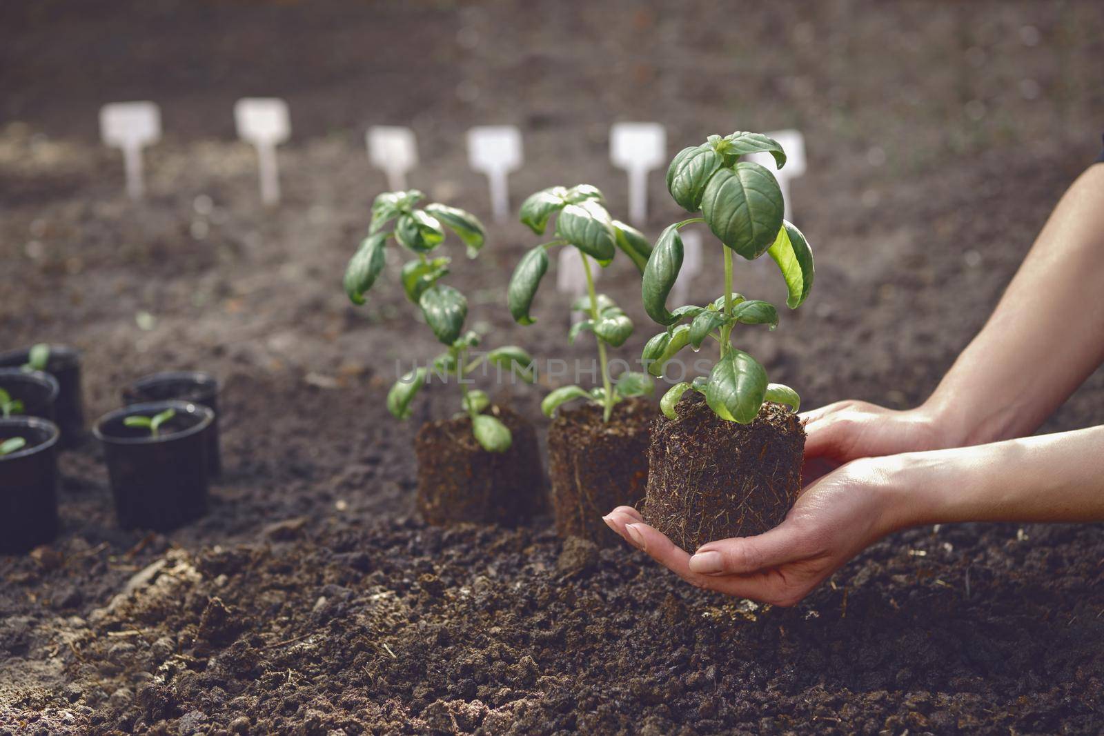 Unknown woman is holding green basil plant sprouting from soil. Ready for planting. Organic eco seedling. Sunlight, ground. Close-up by nazarovsergey