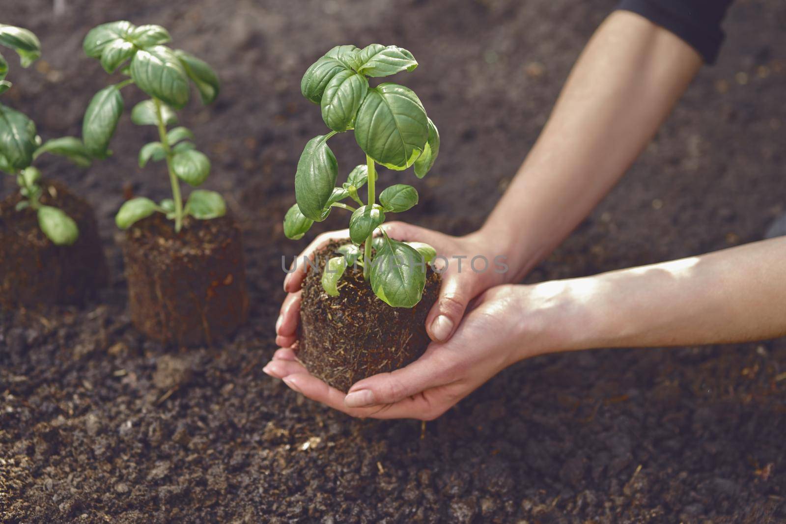 Hands of unrecognizable girl are holding green basil sprout or plant in soil. Ready for planting. Organic eco seedling. Sunlight, ground. Close-up by nazarovsergey