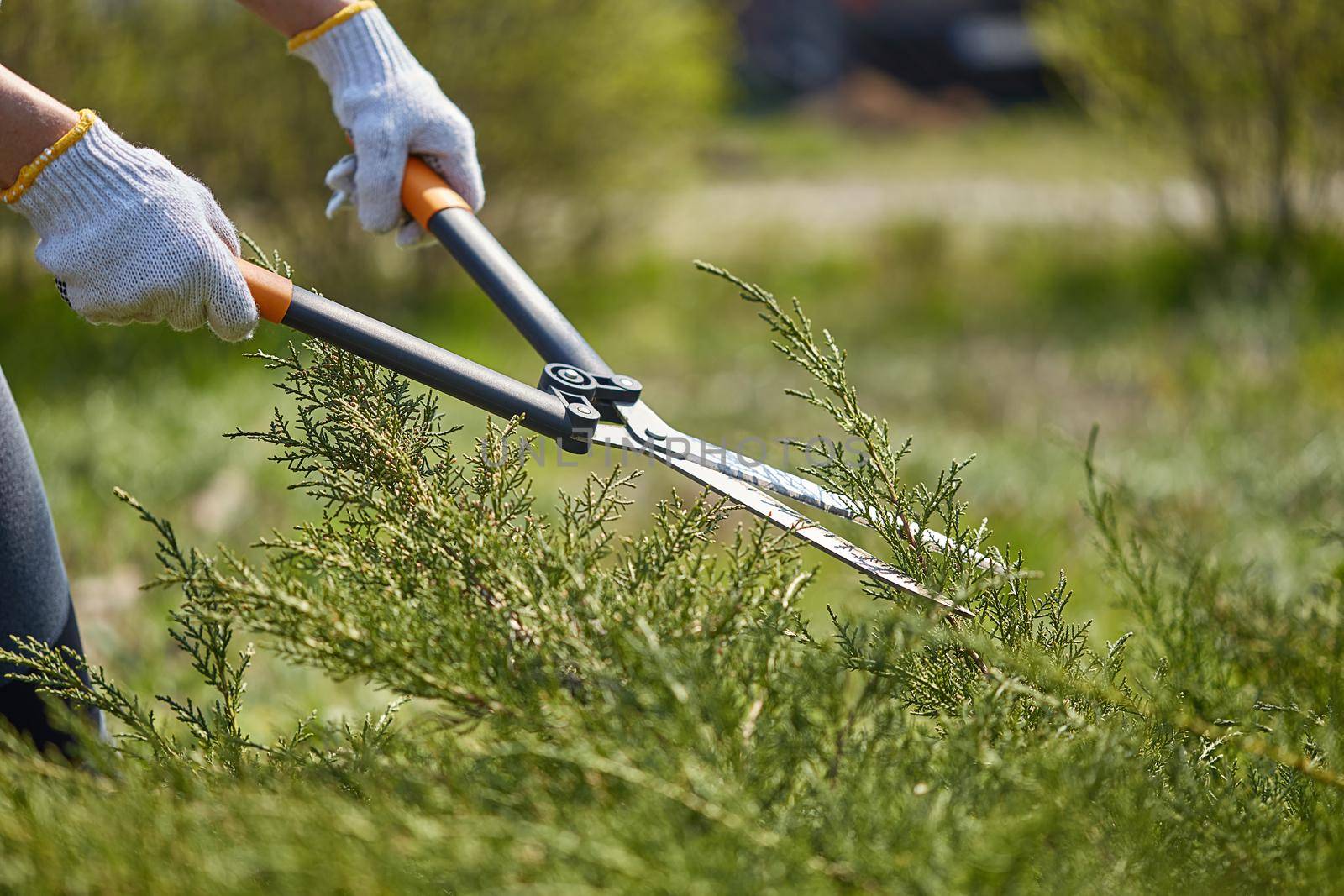 Hands of gardener in white gloves are trimming the overgrown green shrub using hedge shears on sunny backyard. Worker landscaping garden. Close up by nazarovsergey