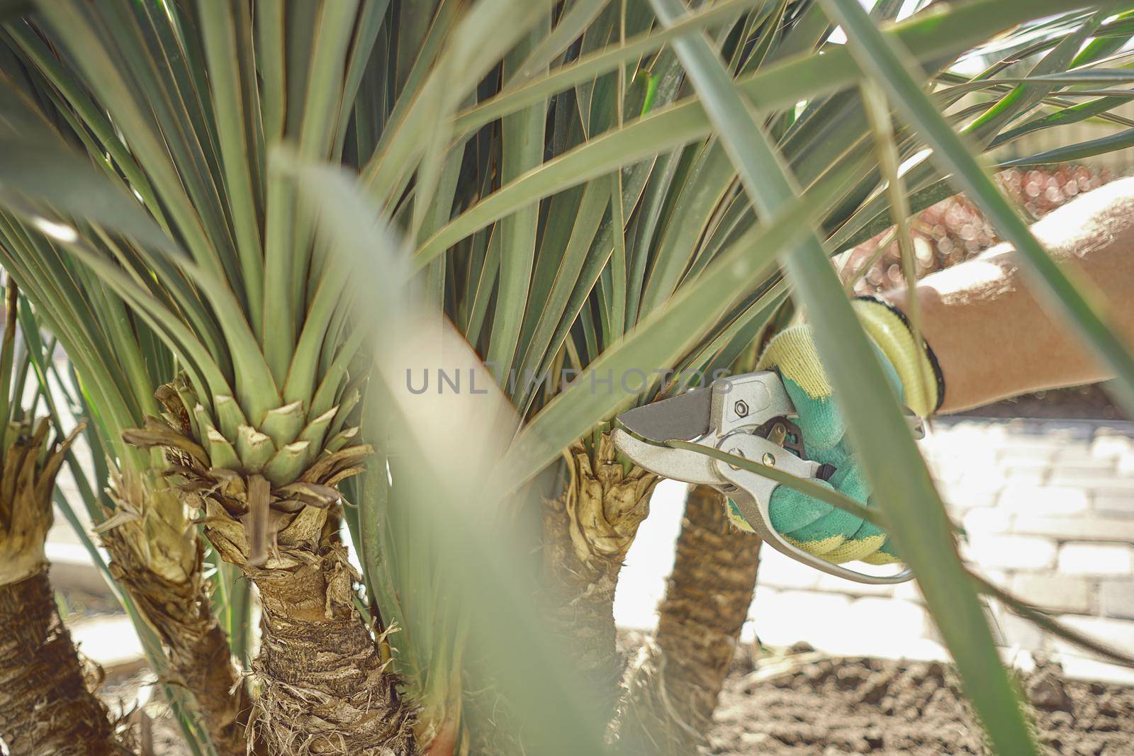 Hand of unrecognizable gardener in colorful glove is clipping green yucca or small palm tree with pruning shears in a yard. Worker is landscaping backyard. Sunny day. Modern pruning tool. Close up