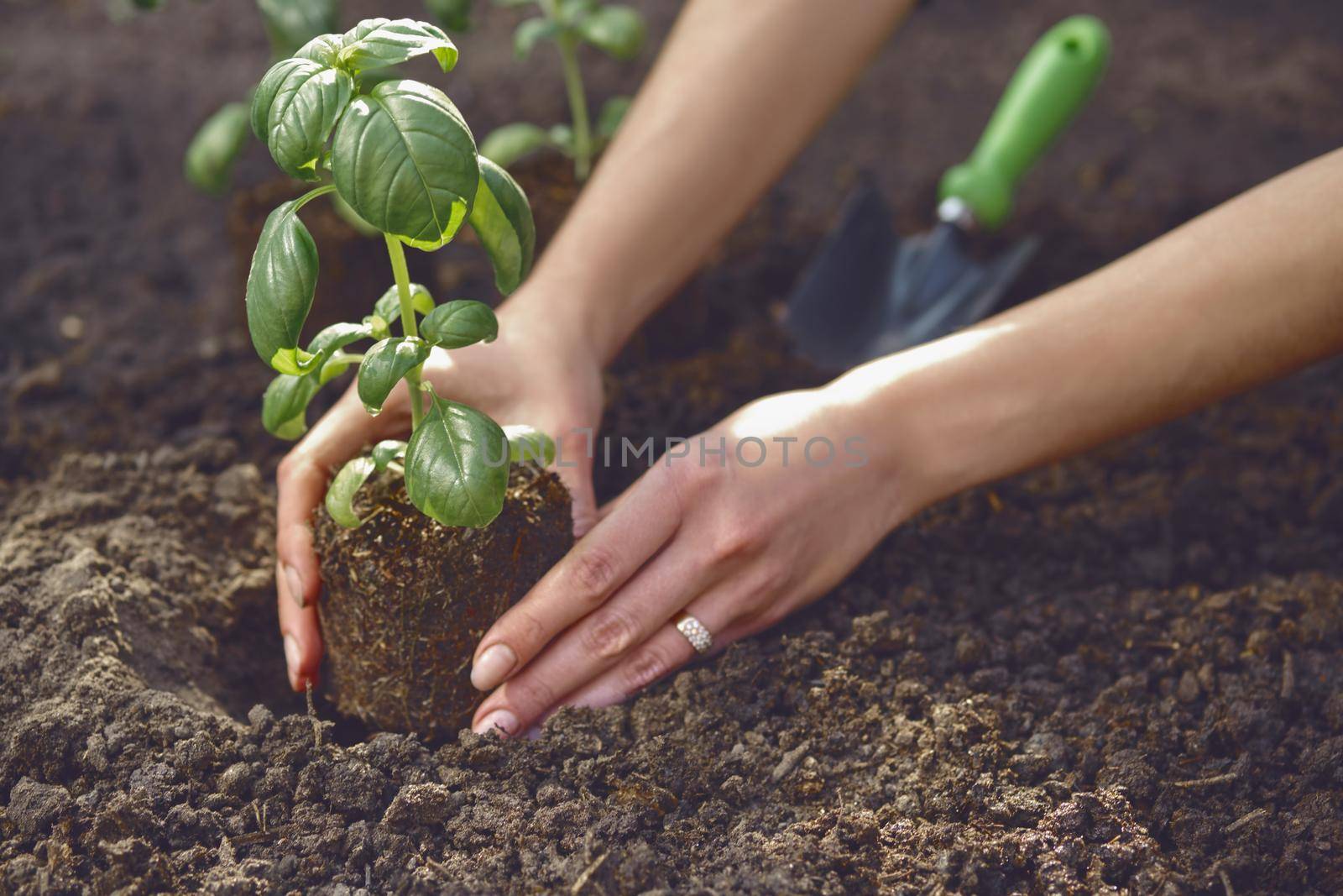 Hands of unknown female are planting young green basil sprout or plant in soil. Organic eco seedling. Sunlight, ground, small garden shovel. Close-up by nazarovsergey