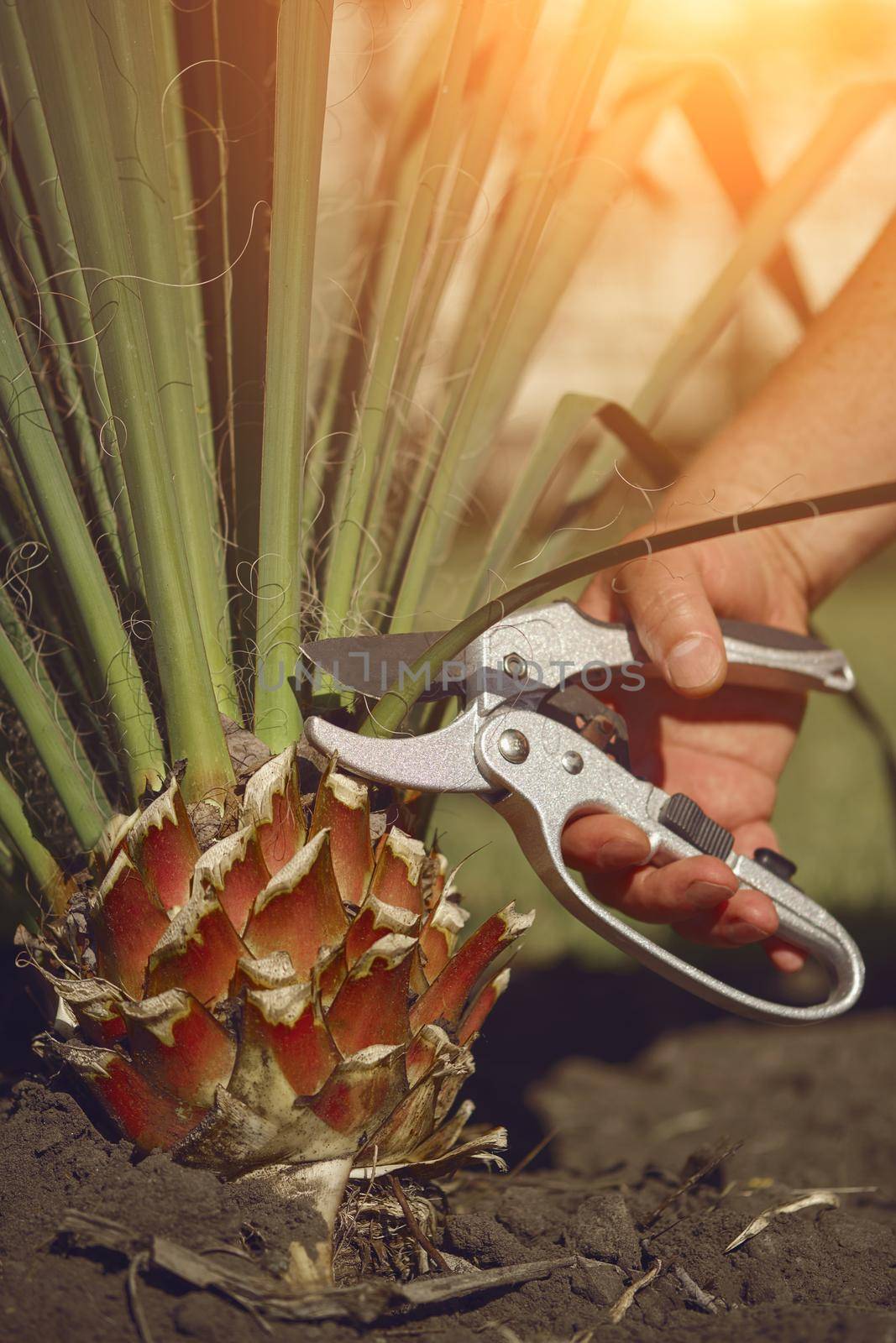 Bare hand of unknown man is cutting green yucca or small palm tree with pruning shears in sunny garden. Worker is landscaping backyard. Modern pruning tool. Close up