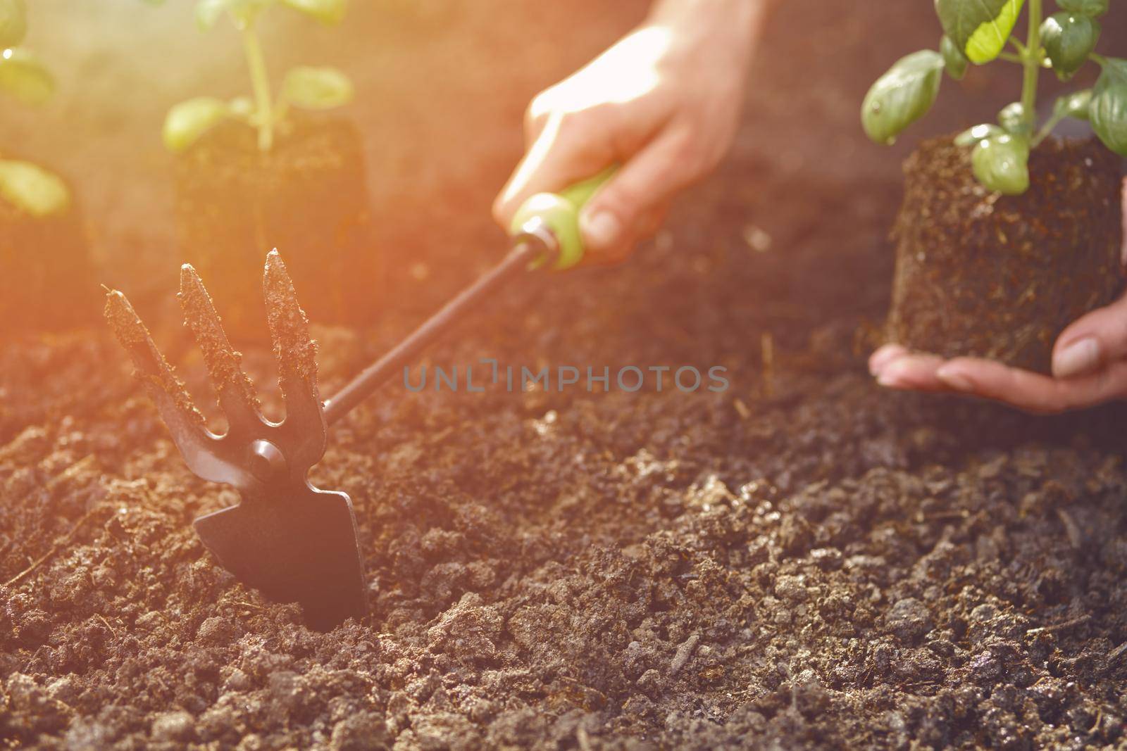 Hand of unknown lady is using hoe and holding young green basil sprout or plant in soil. Ready for planting. Sunlight, ground. Close-up by nazarovsergey