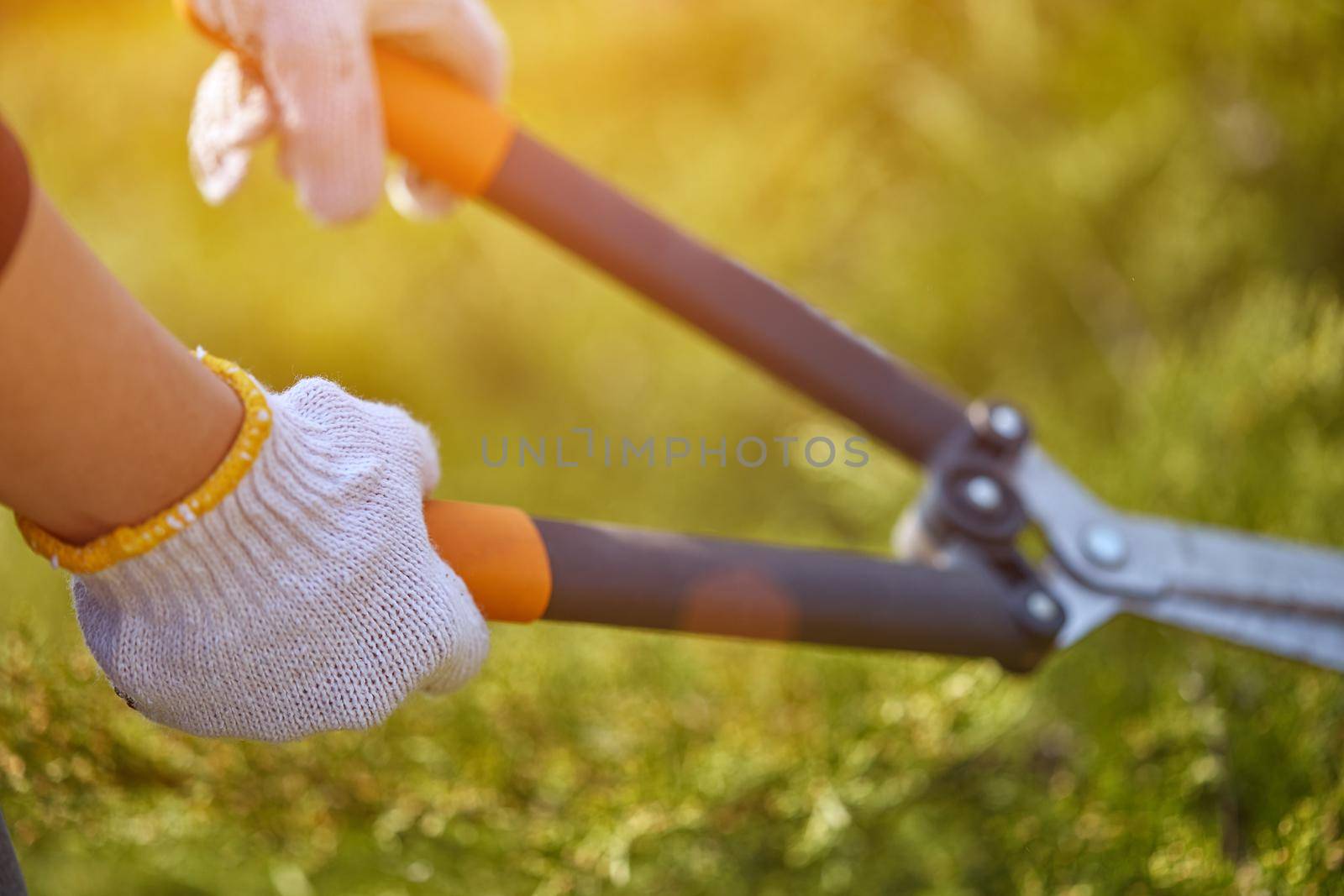 Hands of grower in white gloves are pruning the overgrown green shrub using big hedge shears on sunny backyard. Worker landscaping garden. Close up by nazarovsergey