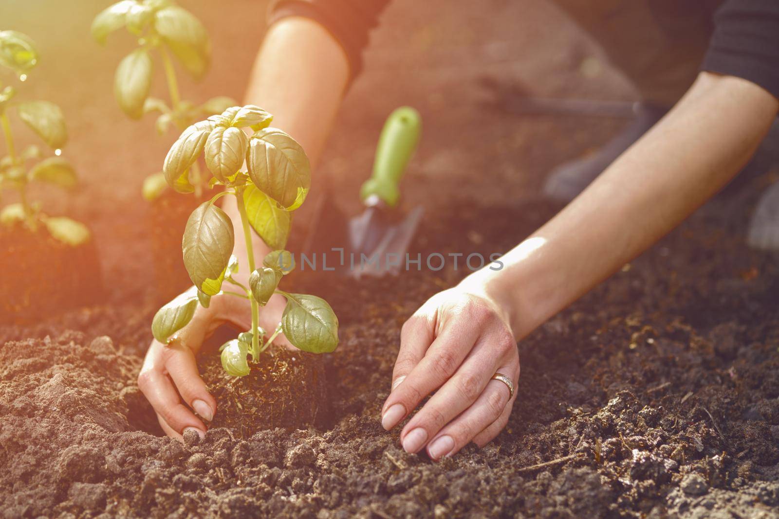 Hands of unrecognizable girl are planting young green basil seedling or plant in ground. Organic eco gardening. Sunlight, soil, small garden shovel. Close-up