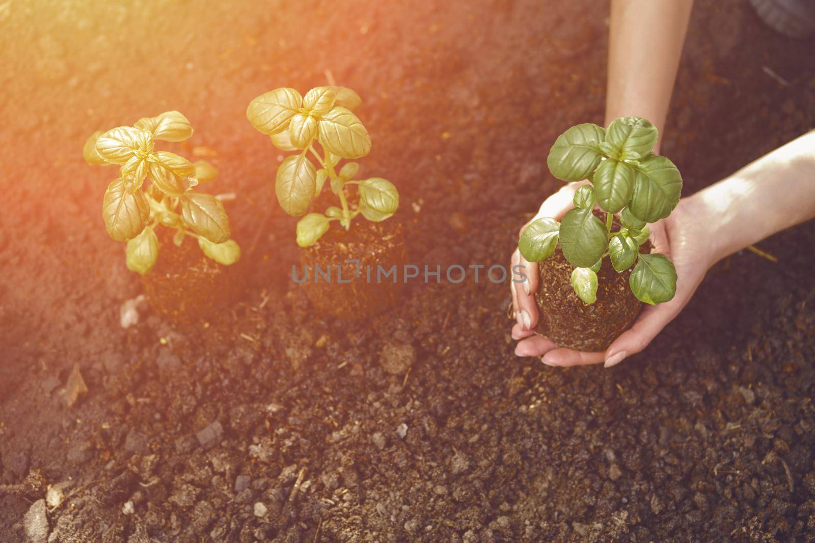 Hands of unknown female are holding young green basil plant sprouting from soil and compost. Ready for planting. Organic eco seedling. Gardening concept. Sunlight, ground. Close-up, top view