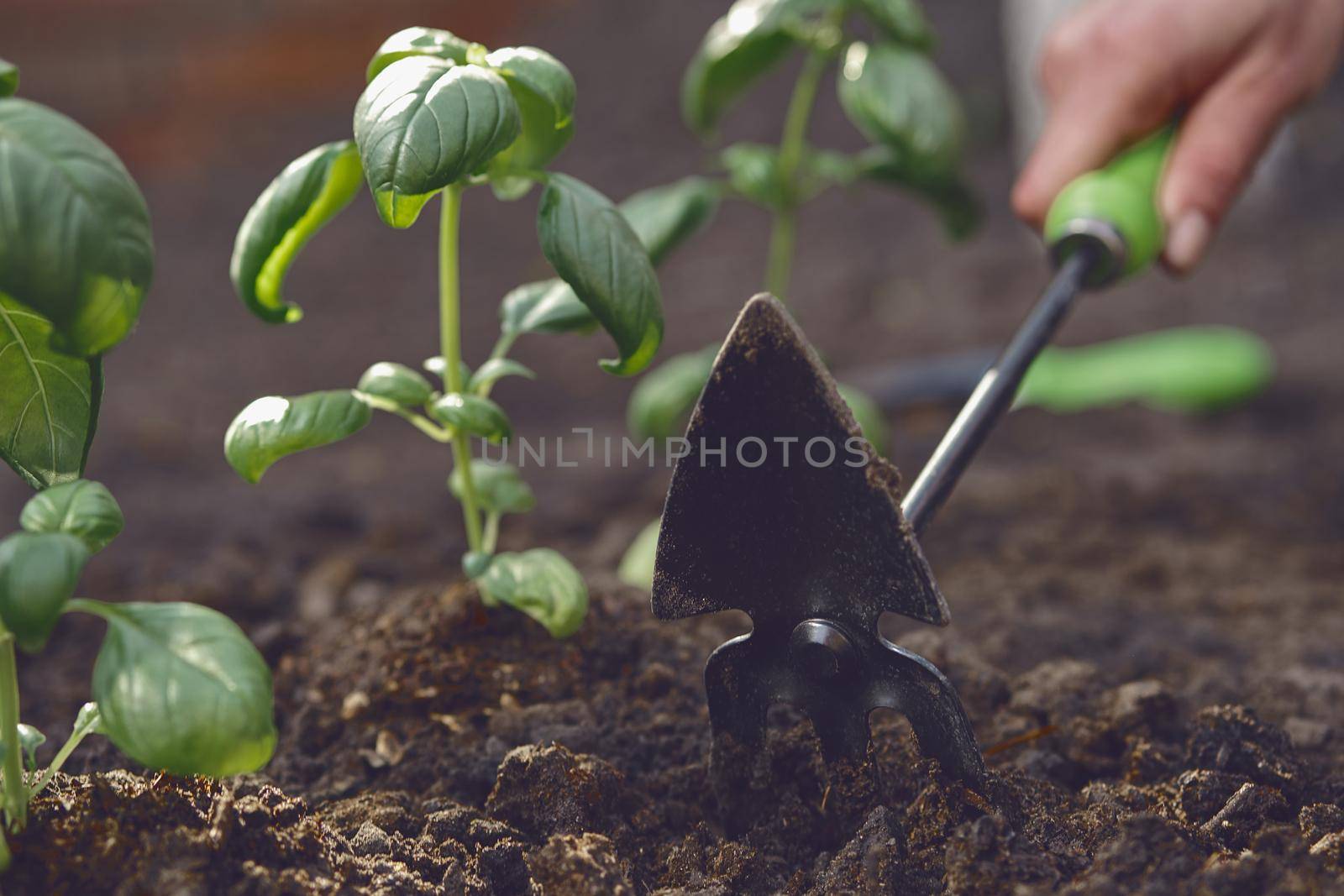 Hand of unrecognizable girl is loosening ground by small garden hoe, planting green basil seedlings in fertilized black soil. Sunny day. Close-up by nazarovsergey