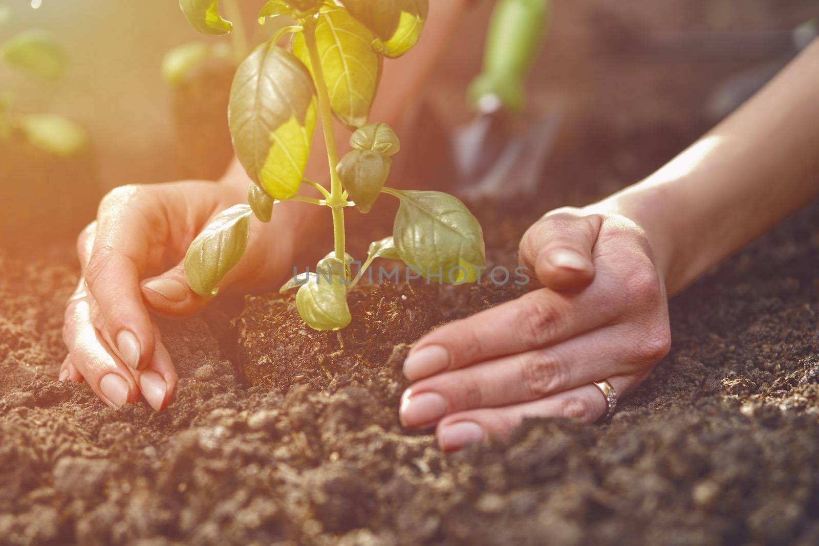 Hands of unknown lady are planting young green basil sprout or plant in fertilized ground. Organic eco seedling. Gardening concept. Sunlight, soil, small garden shovel. Close-up