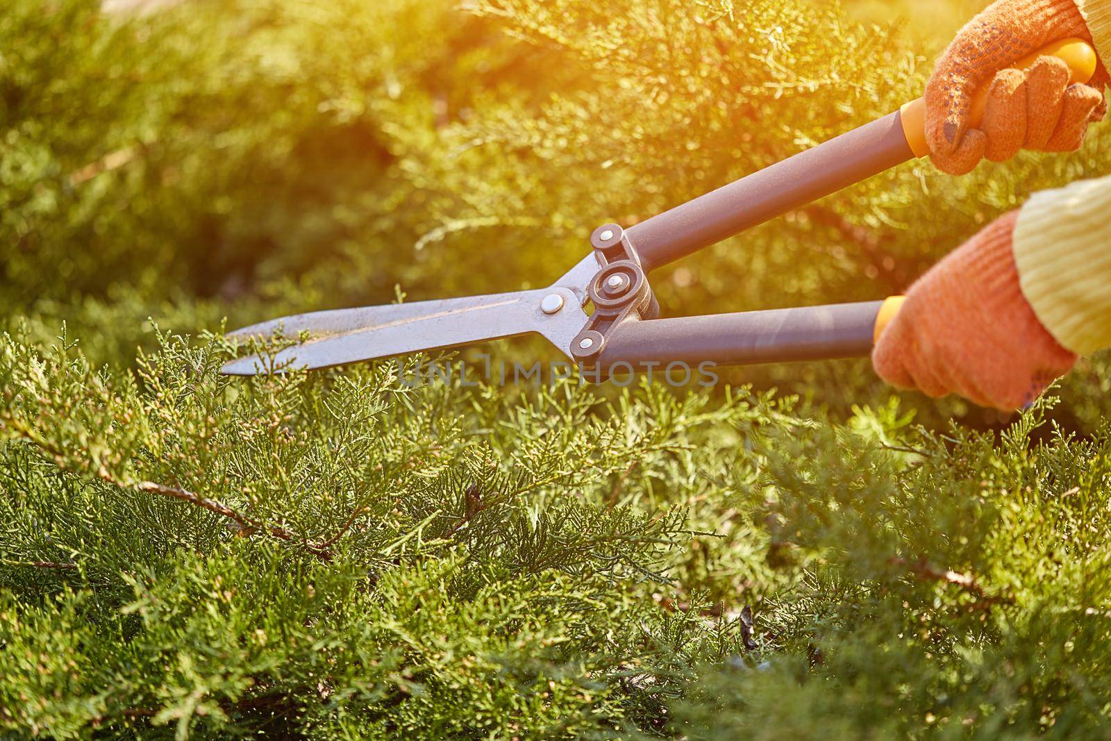 Hands of gardener in orange gloves are trimming the overgrown green shrub using hedge shears on sunny backyard. Worker landscaping garden. Close up by nazarovsergey