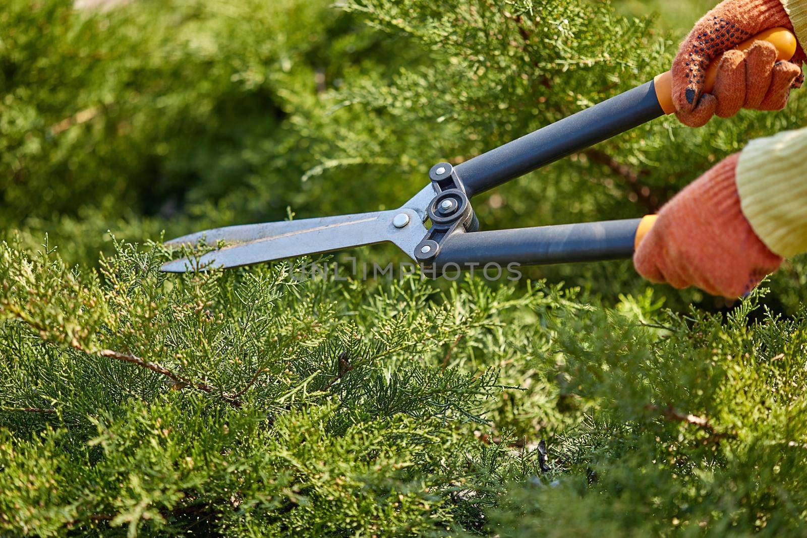 Hands of gardener in orange gloves are trimming the overgrown green shrub using hedge shears on sunny backyard. Worker landscaping garden. Close up by nazarovsergey