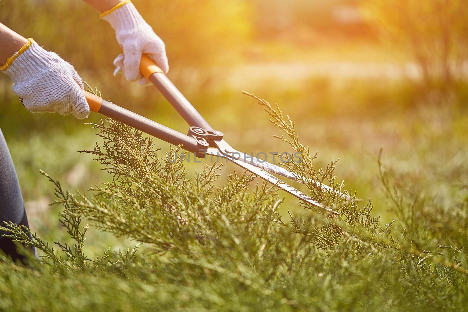 Hands of gardener in white gloves are trimming the overgrown green shrub using hedge shears on sunny backyard. Worker landscaping garden. Close up by nazarovsergey