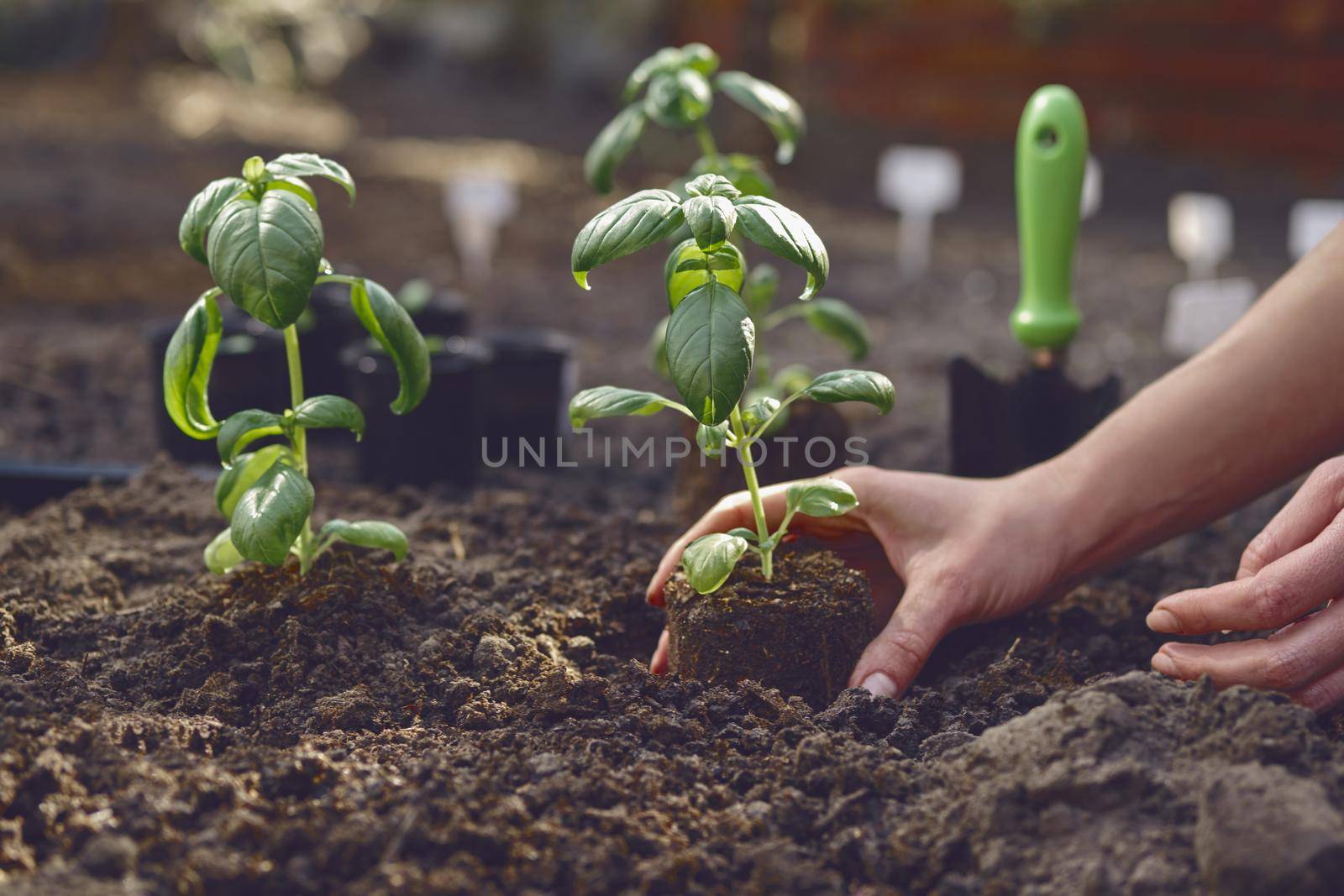 Hands of unknown woman are planting young green basil sprout or plant in black ground. Sunlight, soil, small garden shovel. Close-up by nazarovsergey