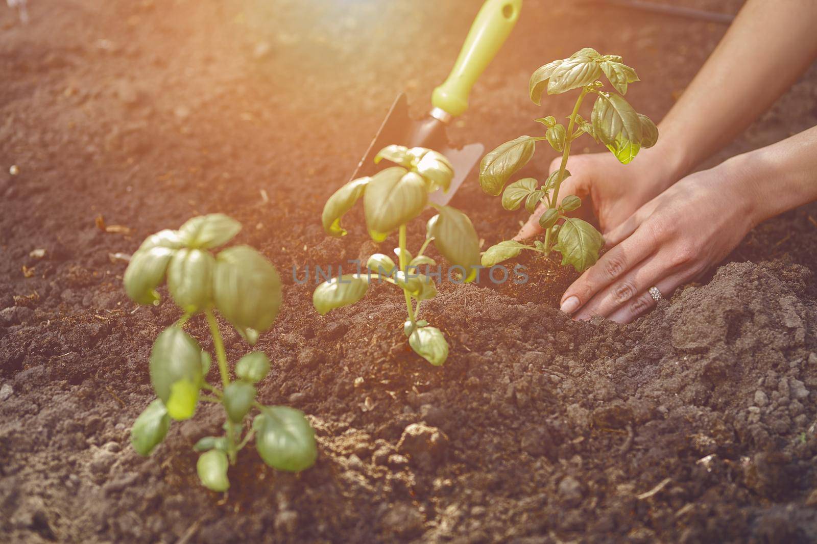 Hands of lady gardener are planting young green basil sprouts or plants in fertilized black soil. Sunlight, ground, small garden shovel. Close-up by nazarovsergey