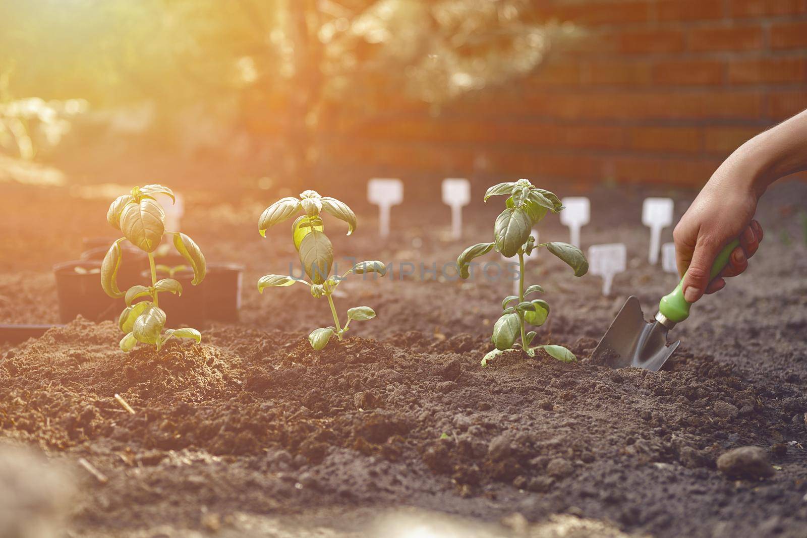 Hand of unknown female is digging by small garden shovel, planting green basil seedlings or plants in fertilized black soil. Sunny day. Close-up by nazarovsergey