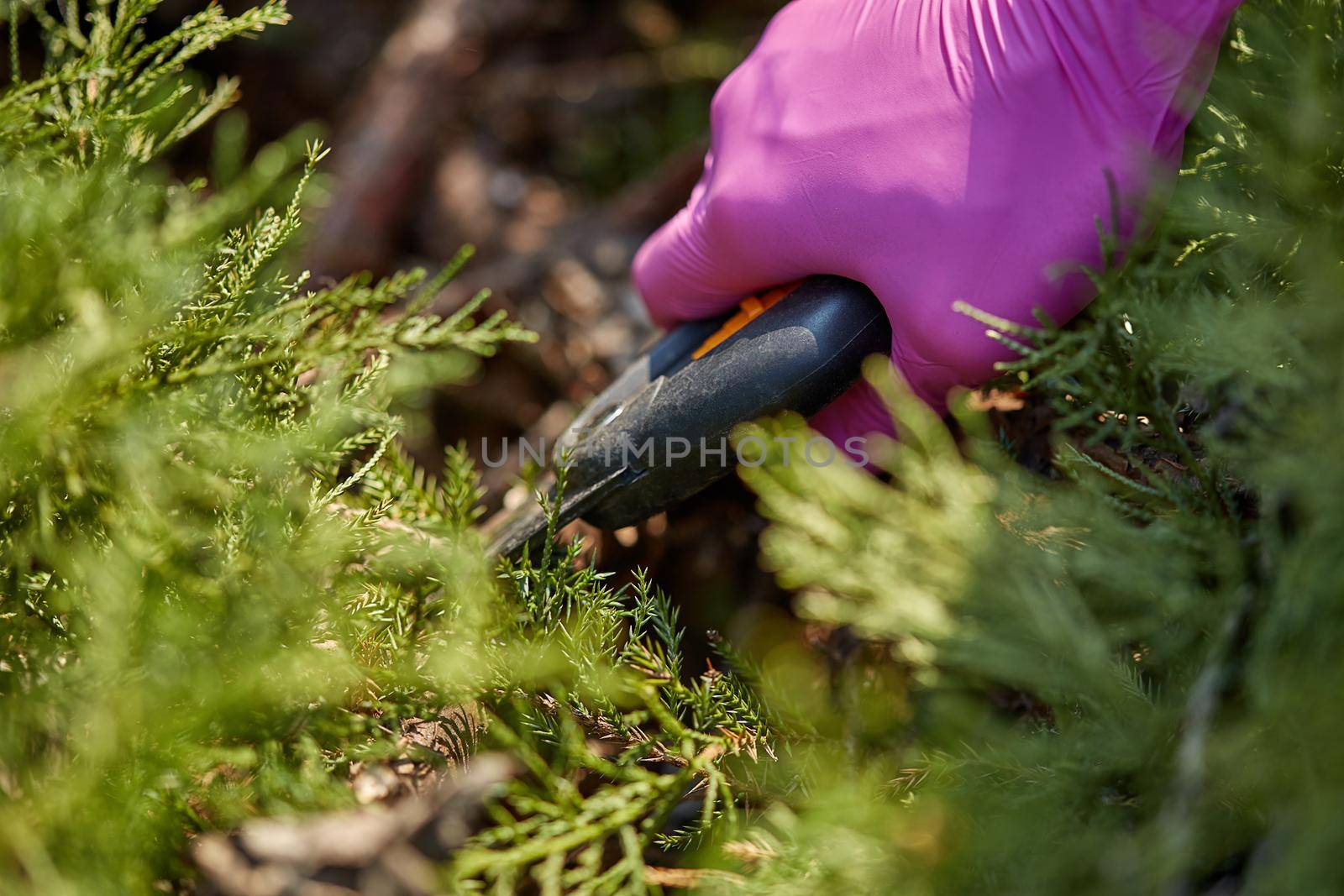 Hands of gardener in purple gloves are trimming the overgrown green shrub with pruning shears on sunny backyard. Worker landscaping garden. Unknown gardener is clipping hedge in spring. Close up