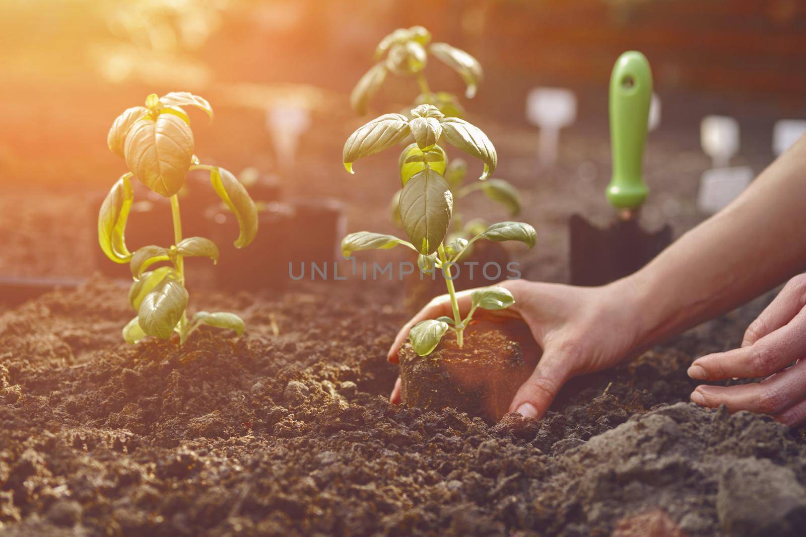 Hands of unknown woman are planting young green basil sprout or plant in black ground. Sunlight, soil, small garden shovel. Close-up by nazarovsergey