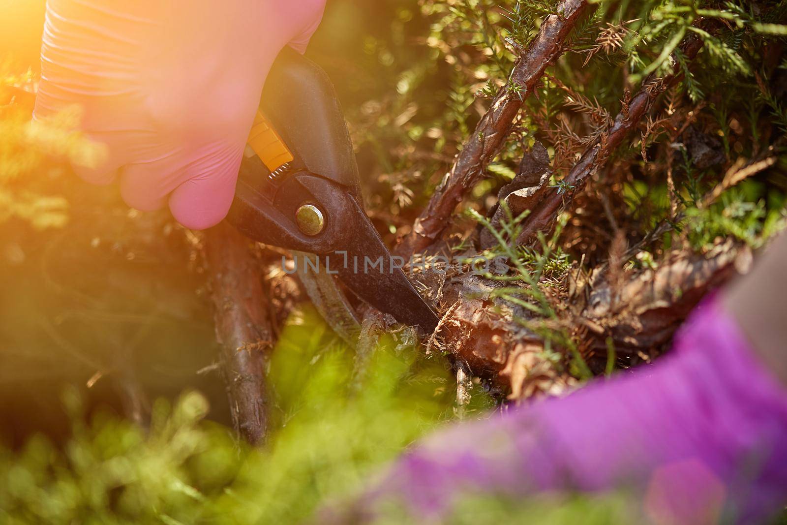 Hands of grower in pink gloves are trimming a twigs of overgrown green shrub using pruning shears. Gardener is clipping hedge in spring. Close up by nazarovsergey