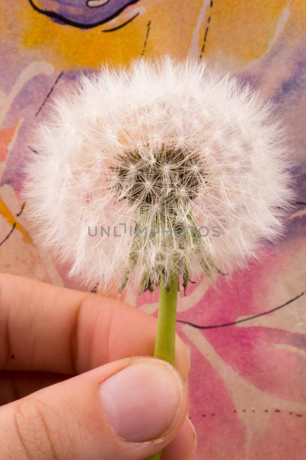 Hand holding a White Dandelion flower