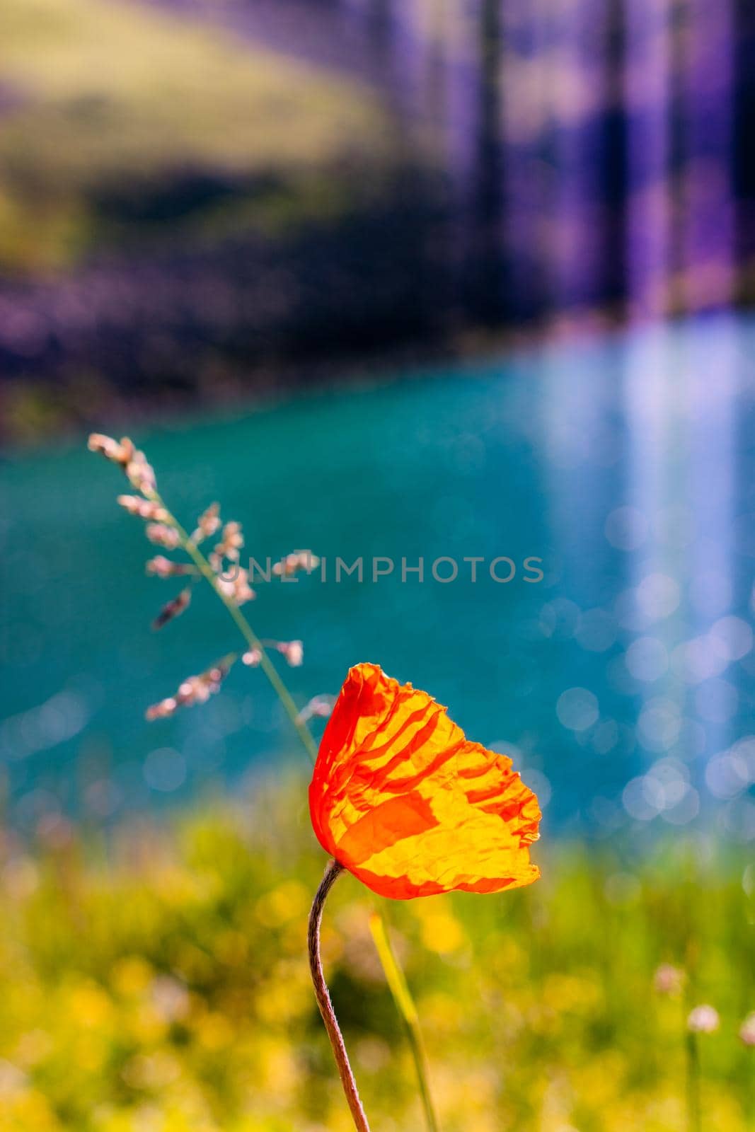 Blooming beautiful wild flowers by the pond in Artvin highland