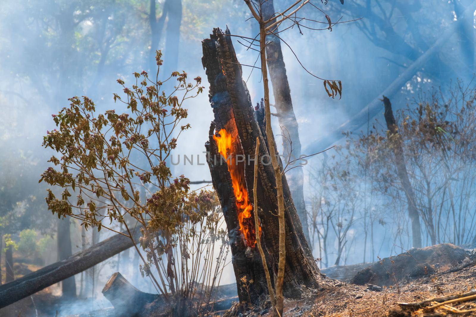 Forest after a fire . Trees that are severely damaged by fire