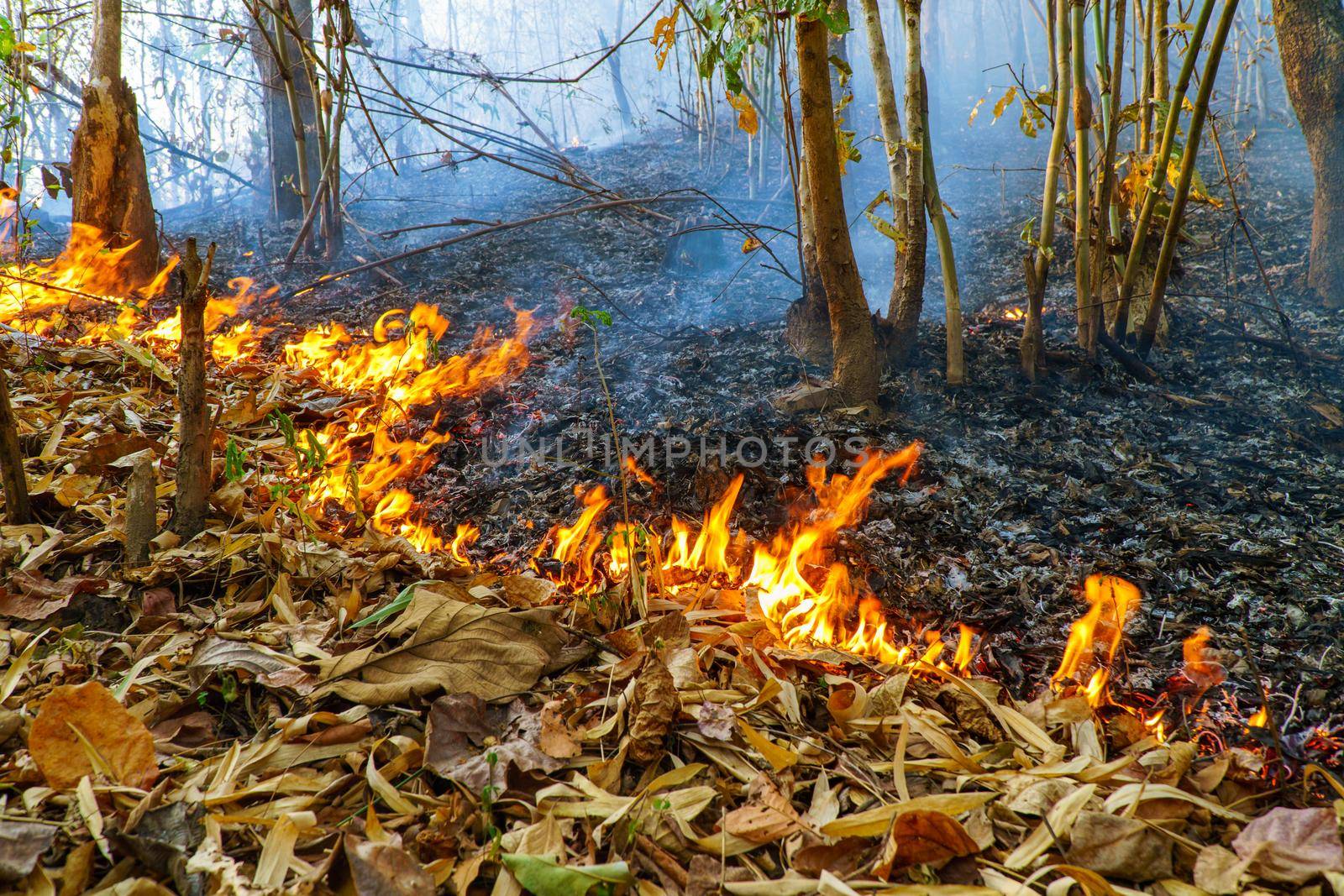 Forest fire disaster is burning caused by human by toa55