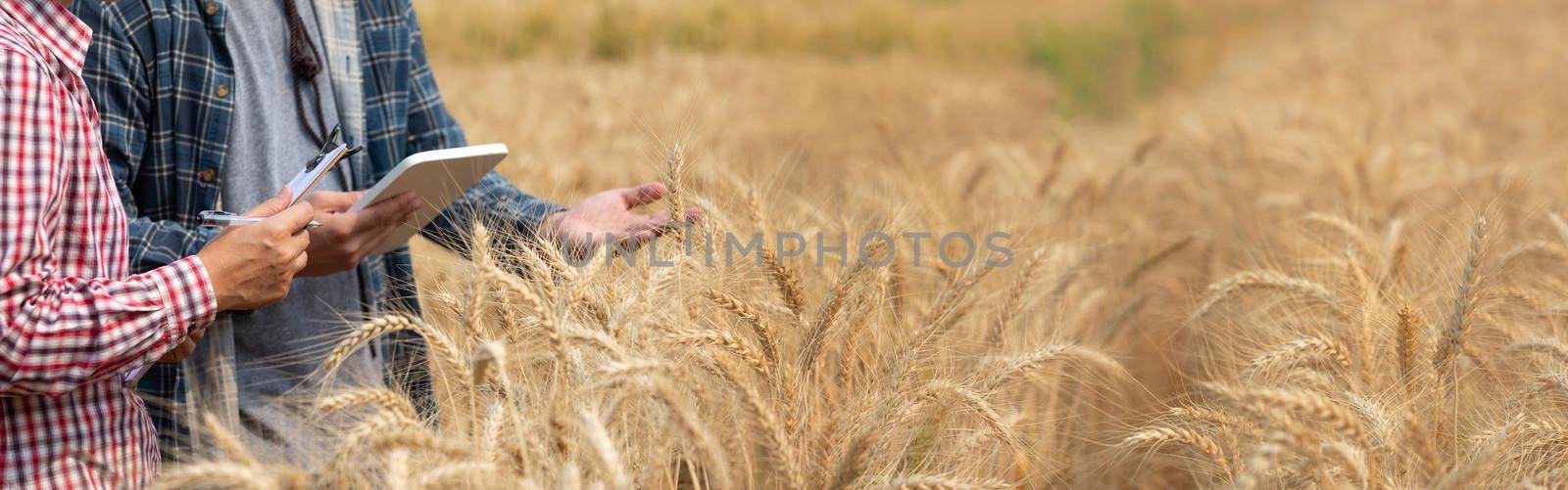 Agronomist and farmer checking data in a wheat field with a tablet and examnination crop. by toa55