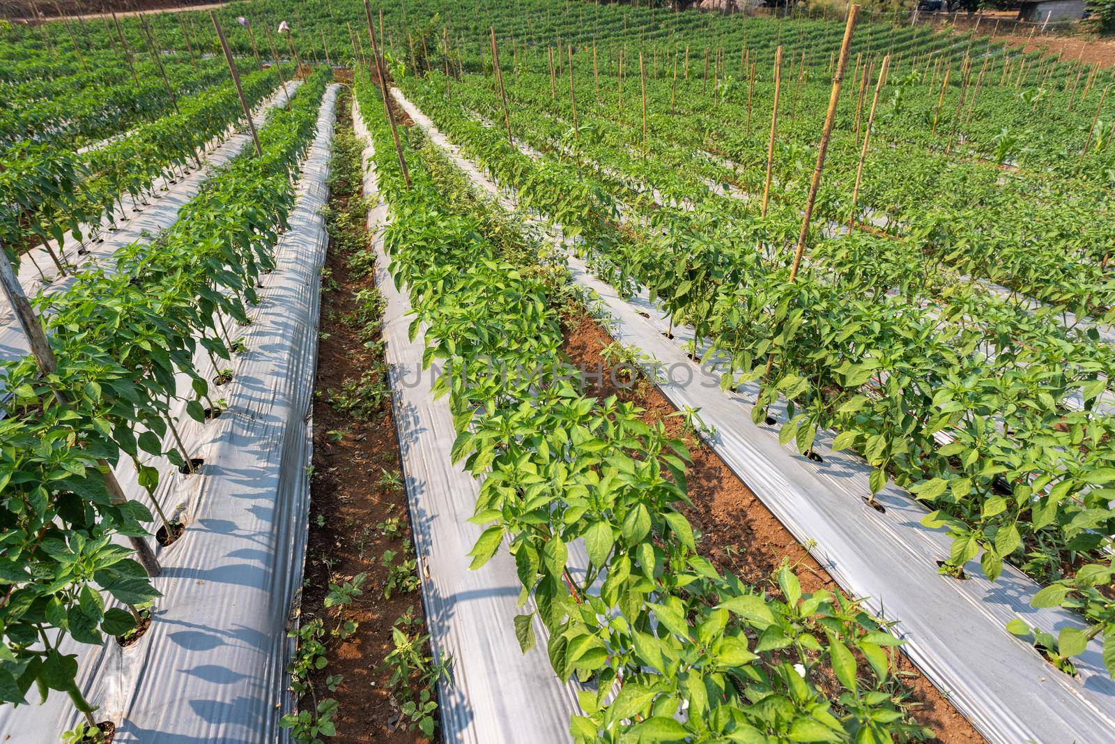 farmers use plastic films for weed control in chilli garden.