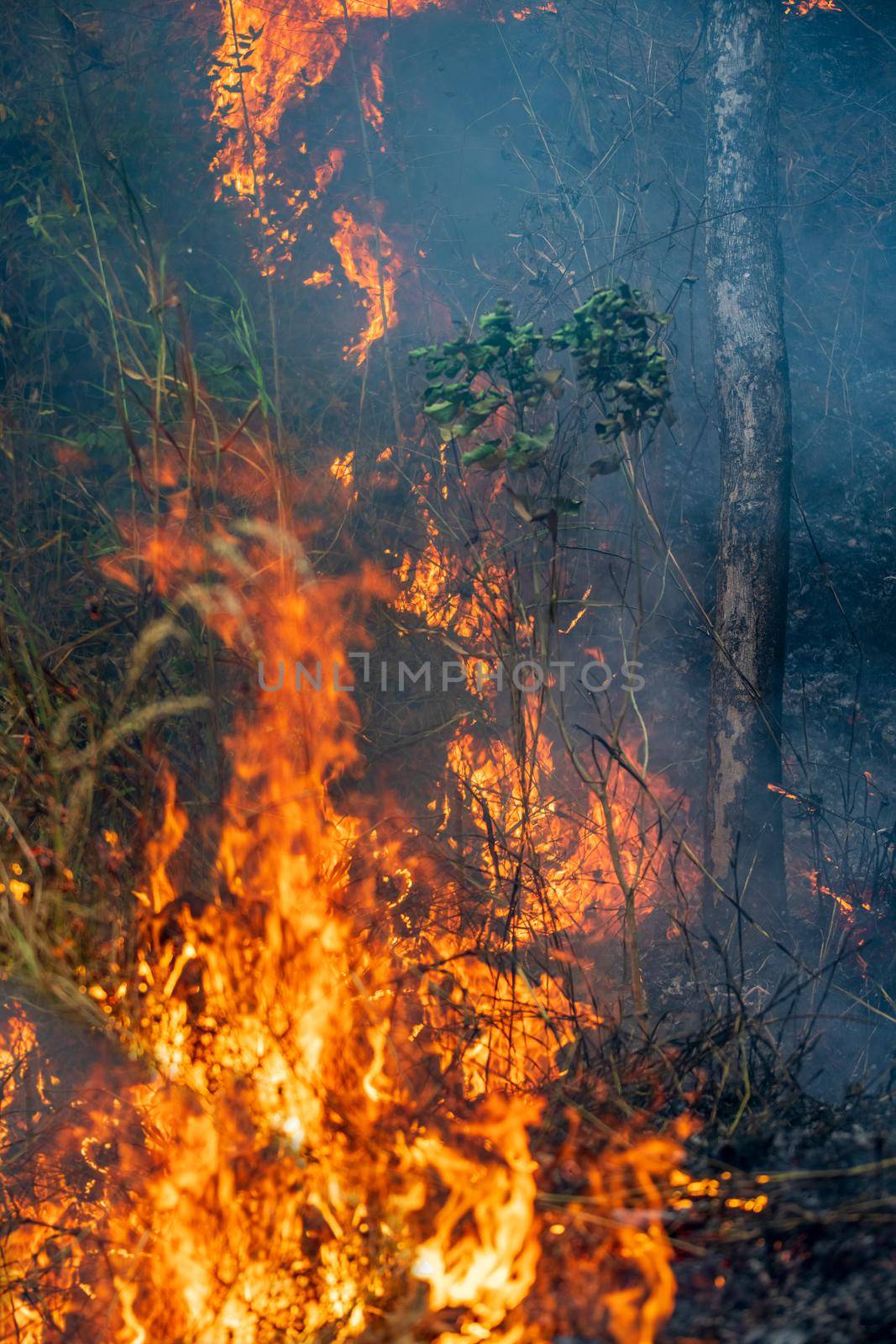 Forest fire disaster is burning caused by human by toa55