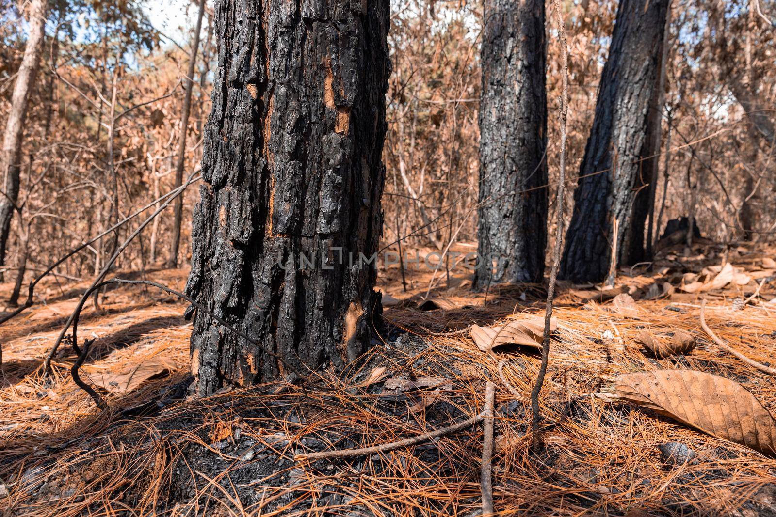 Forest after a fire . Trees that are severely damaged by fire by toa55