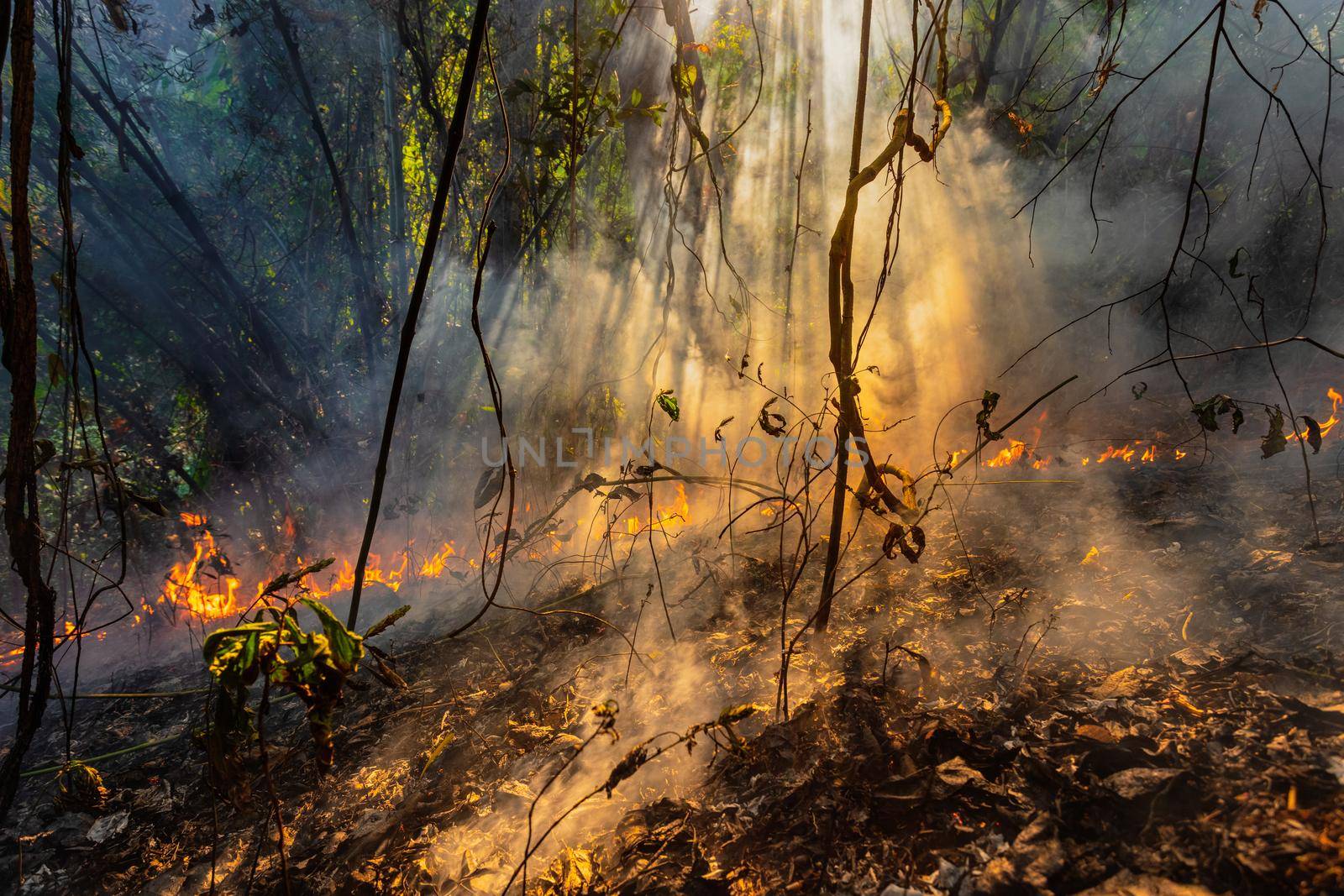 Forest fire disaster is burning caused by human