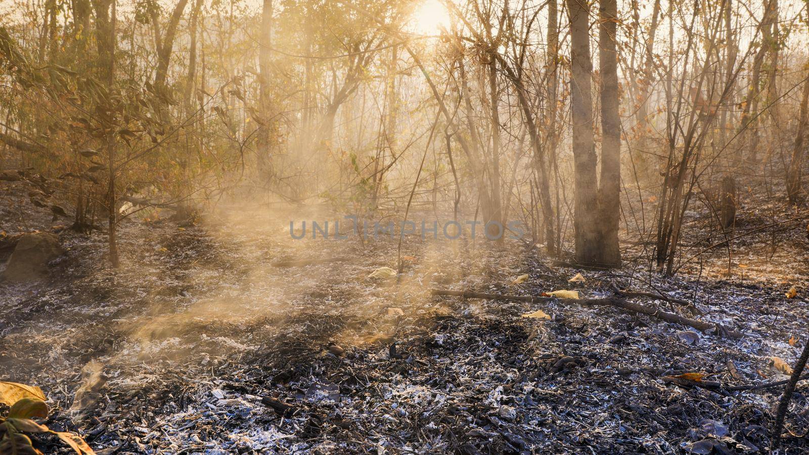 Forest after a fire . Trees that are severely damaged by fire