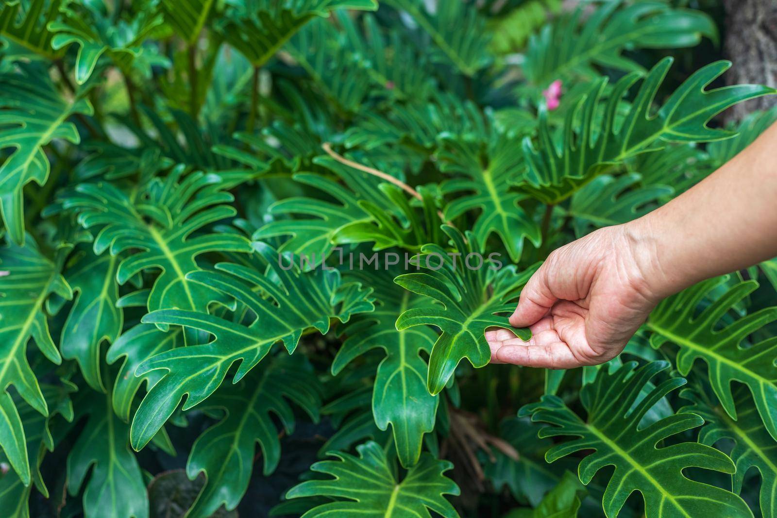 Fresh green leaves of philodendron xanadu in garden