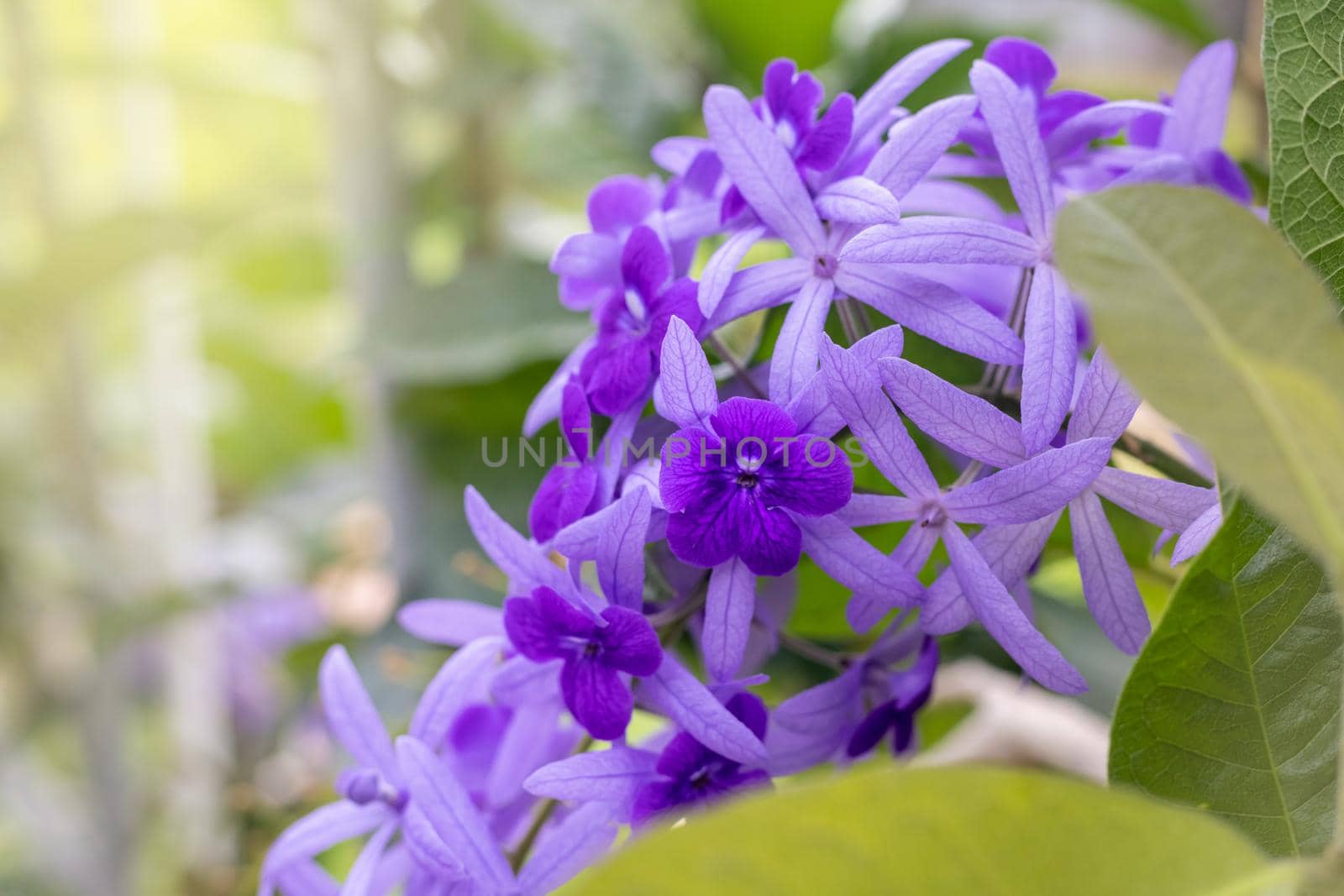 Purple Wreath flowers in garden