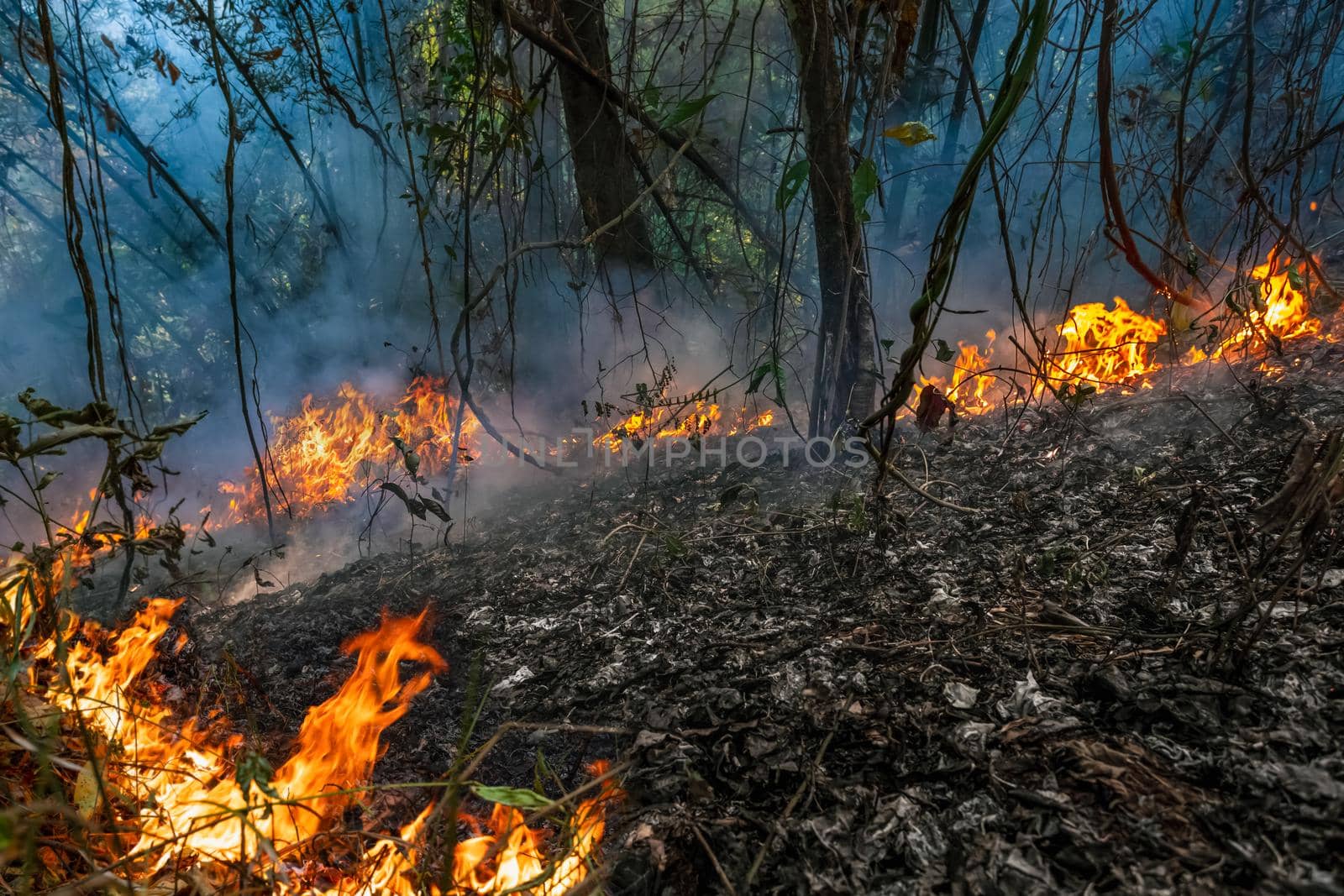 Forest fire is burning primarily as a surface fire, spreading along the ground by toa55