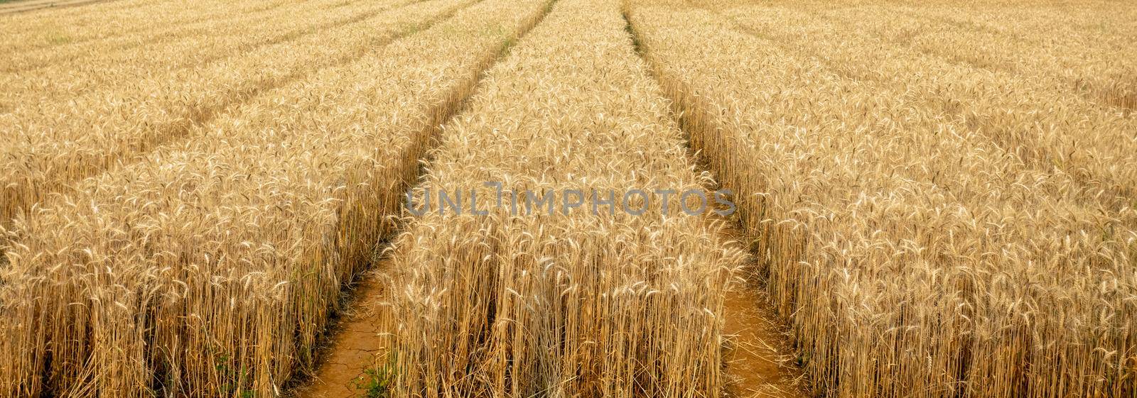 Dry yellow wheat in the field ready for harvest