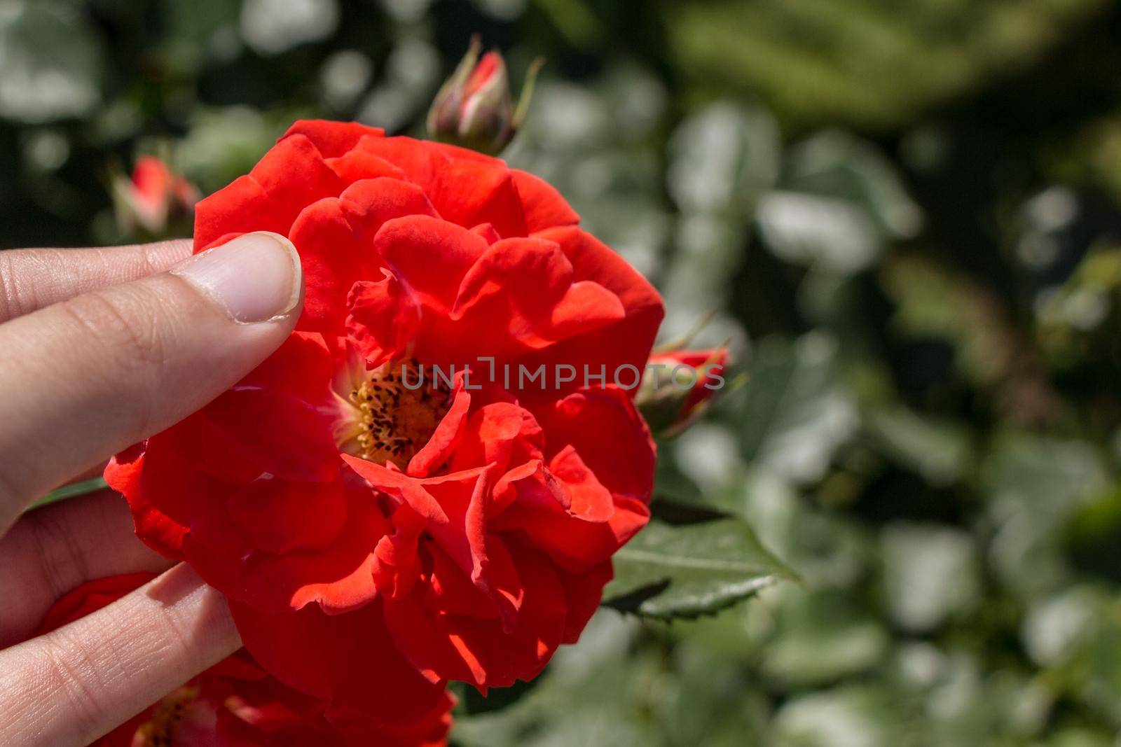 Hand holding rose bloom in in the garden