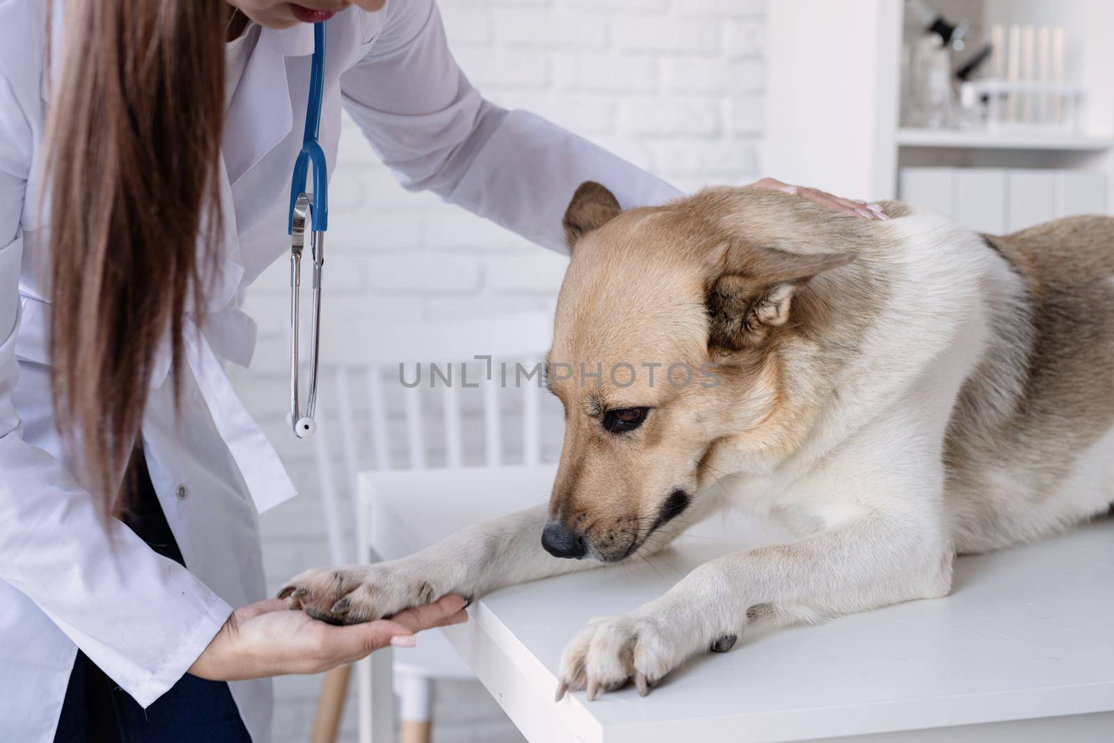 Smiling vet examining and brushing mixed breed dog by Desperada