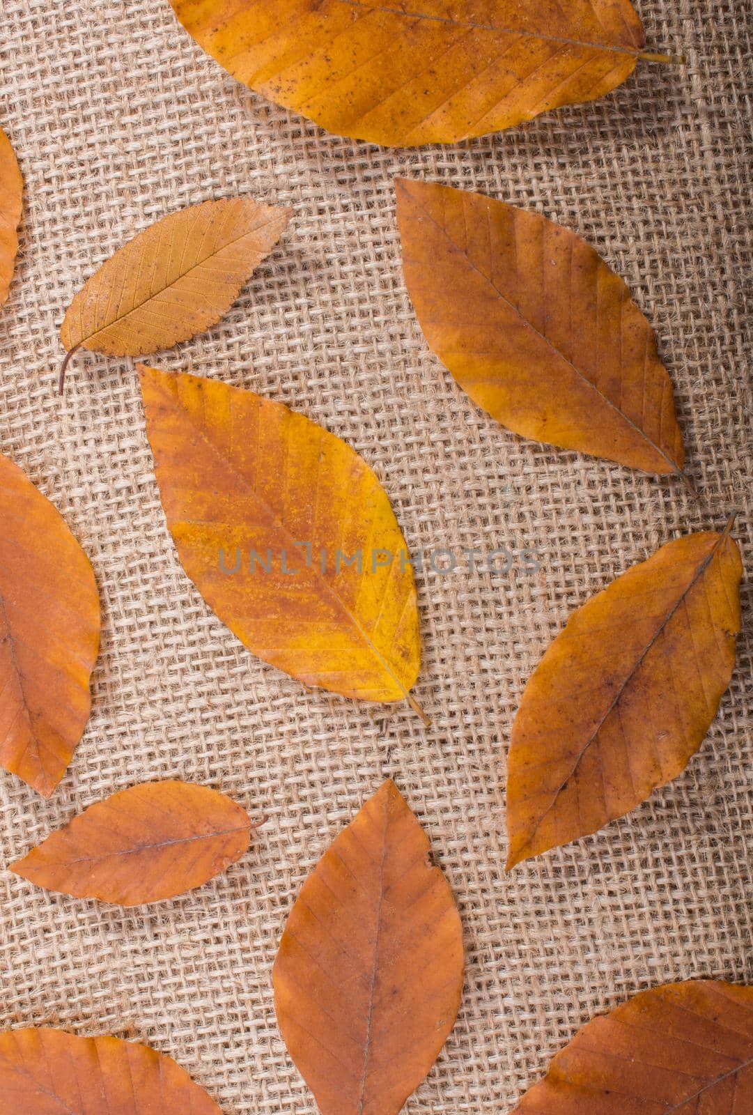 dry Autumn season leaves on linen canvas
