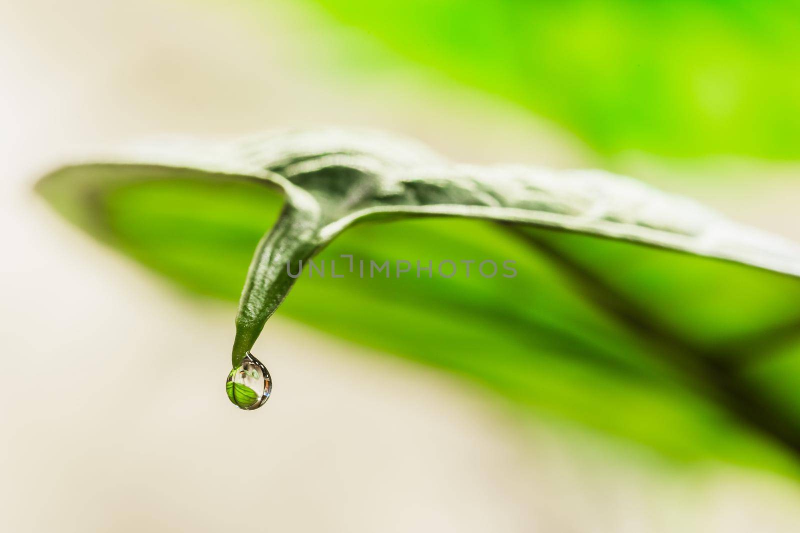 Water droplet on the tip of Alocasia leaf. Guttation is the process of removing water from the pores of plants caused by overwatering